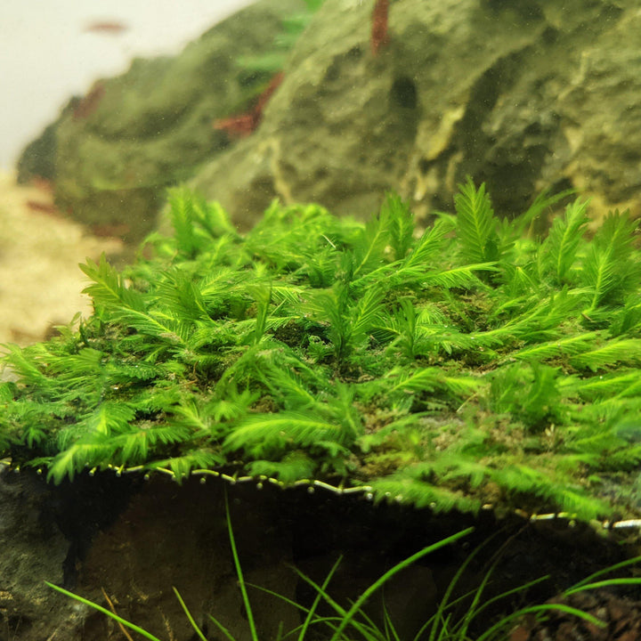 Fissidens Nobilis Moss 3x3 inch Mat - Windy City Aquariums