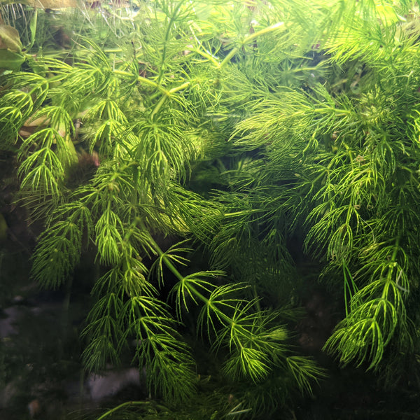 Hornwort