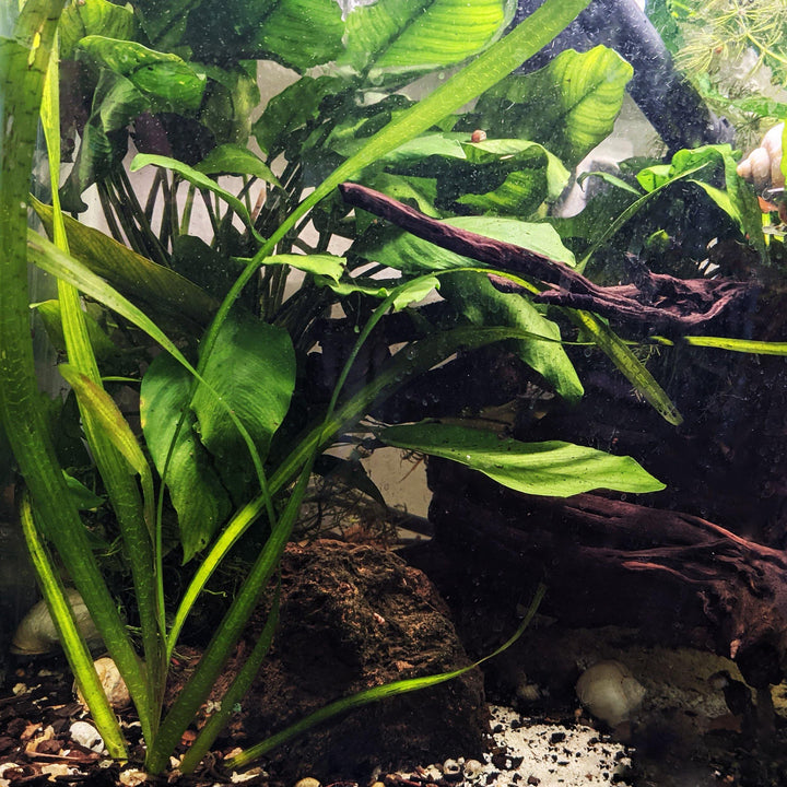 Jungle Vallisneria - Windy City Aquariums