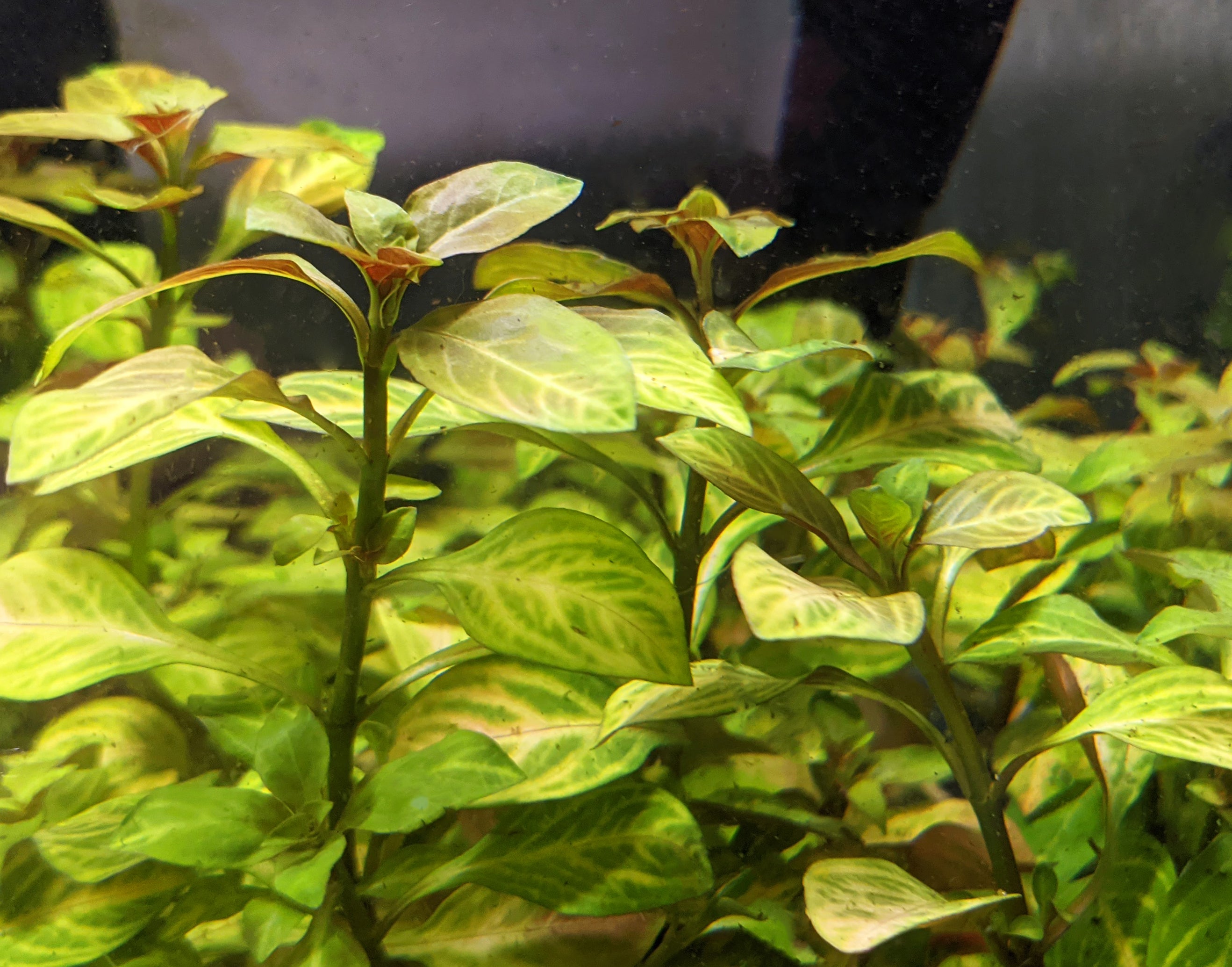 Ludwigia Ovalis