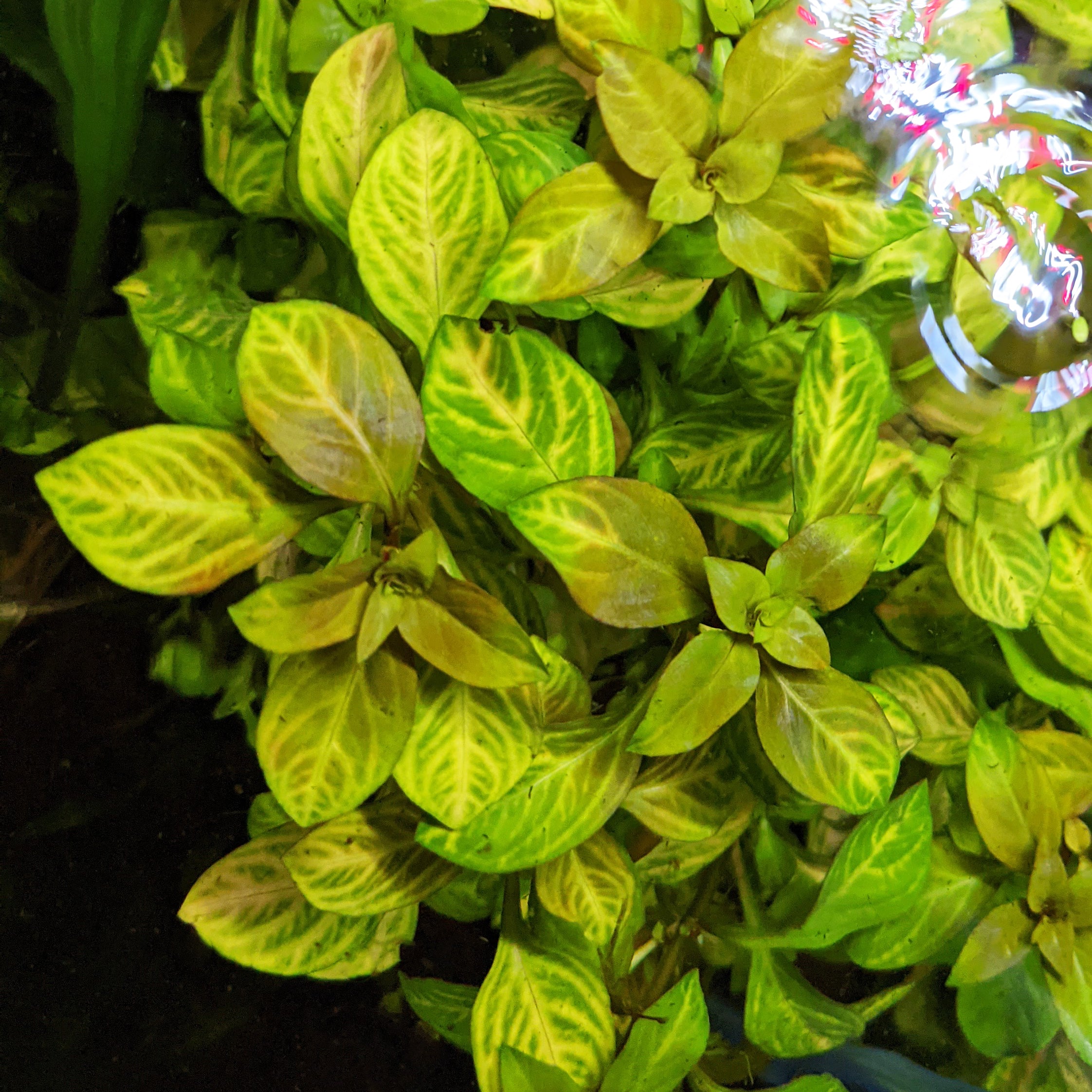 Ludwigia Ovalis