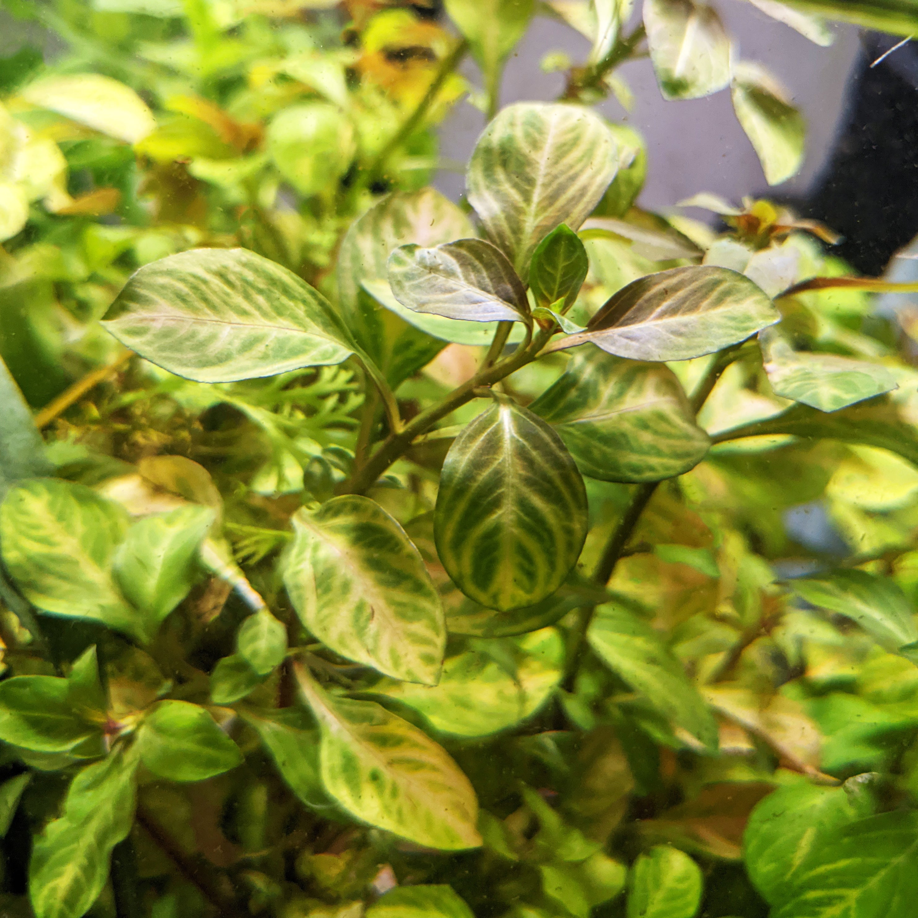 Ludwigia Ovalis