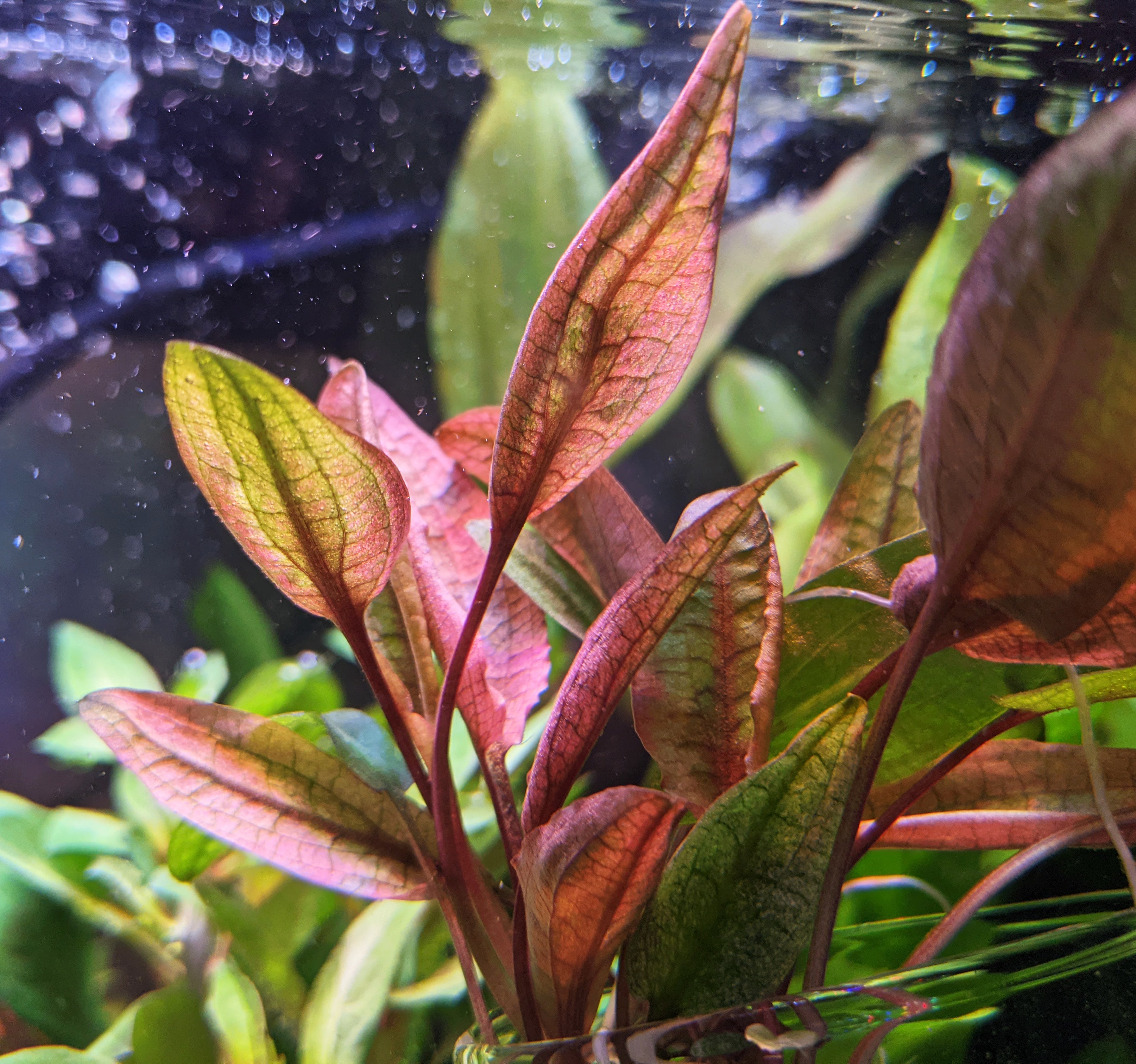 Cryptocoryne Wendtii Red