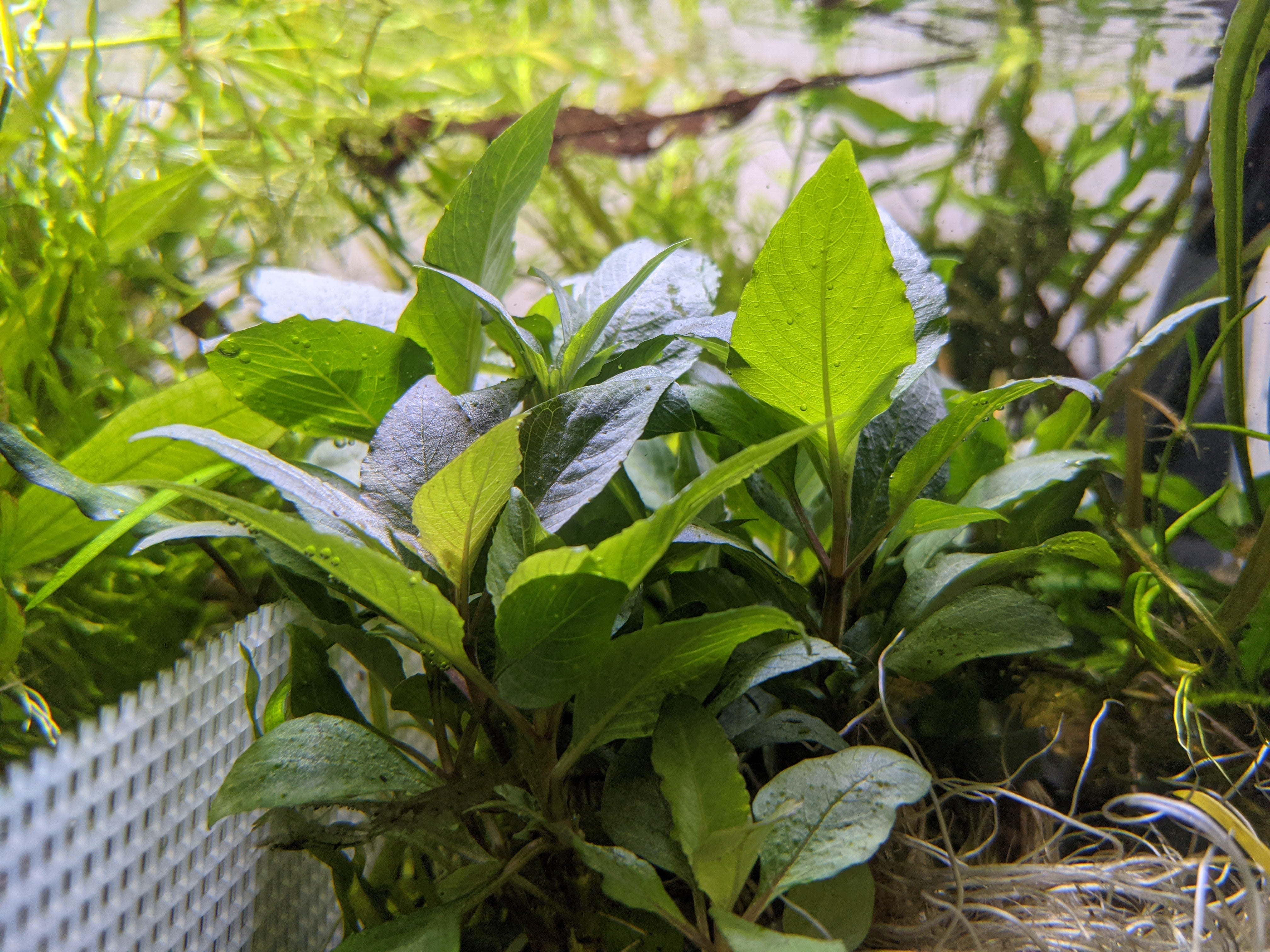 Hygrophila Corymbosa  "Compact"
