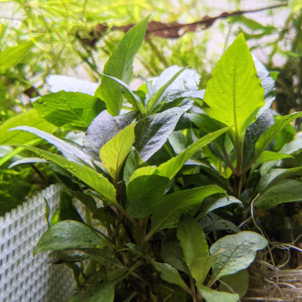 Hygrophila Corymbosa  "Compact"