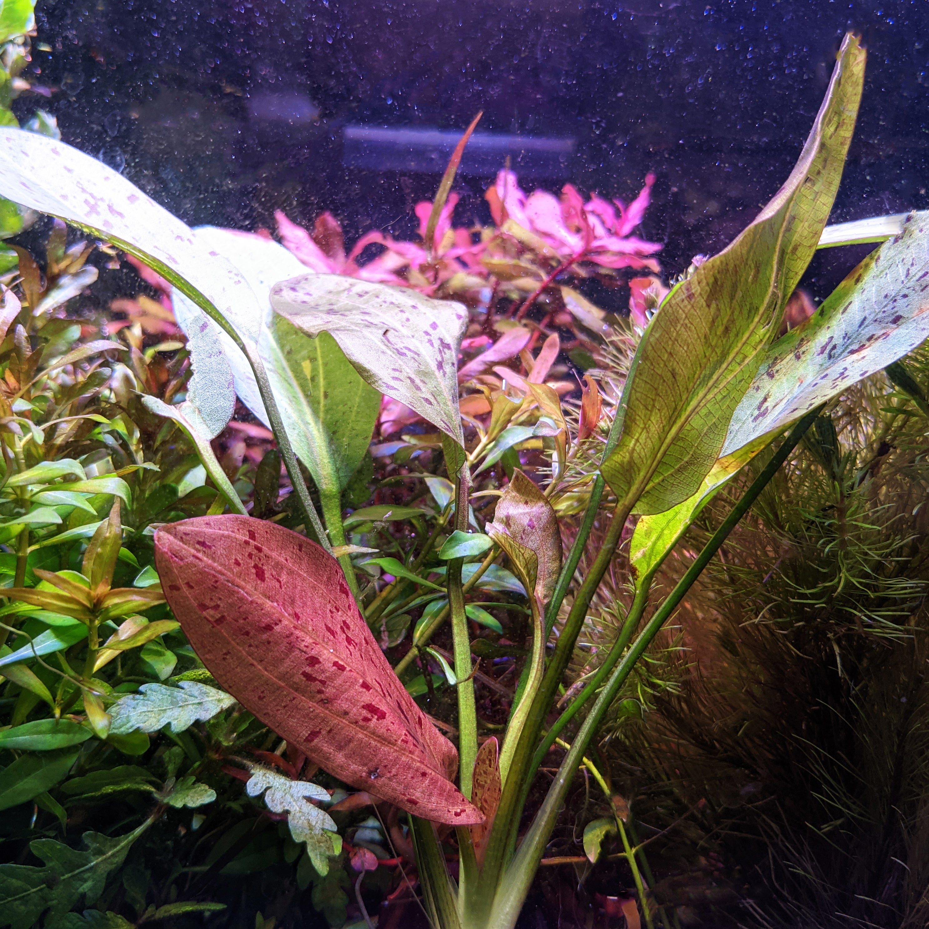 Windy City Aquariums