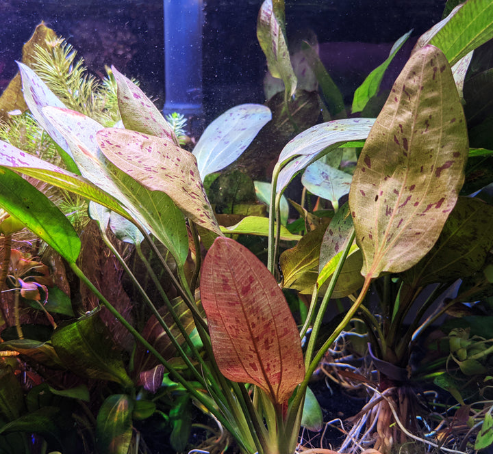 Ozelot Red Sword (Echinodorus 'Ozelot') | Windy City Aquariums