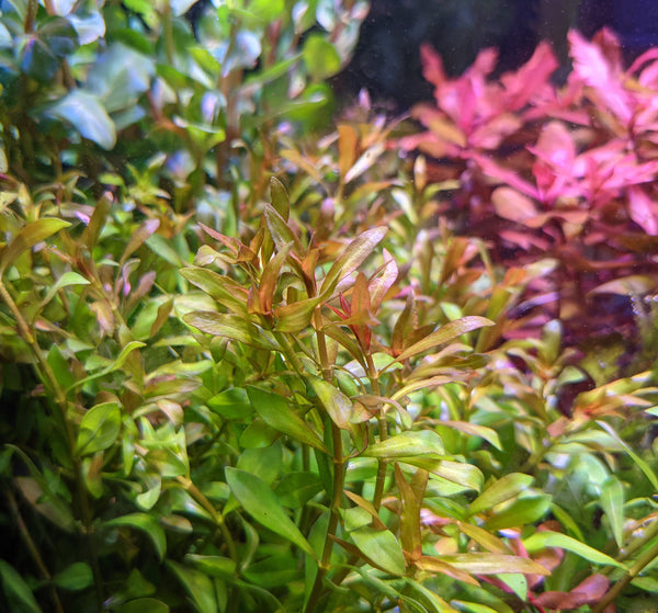 Ludwigia Arcuata