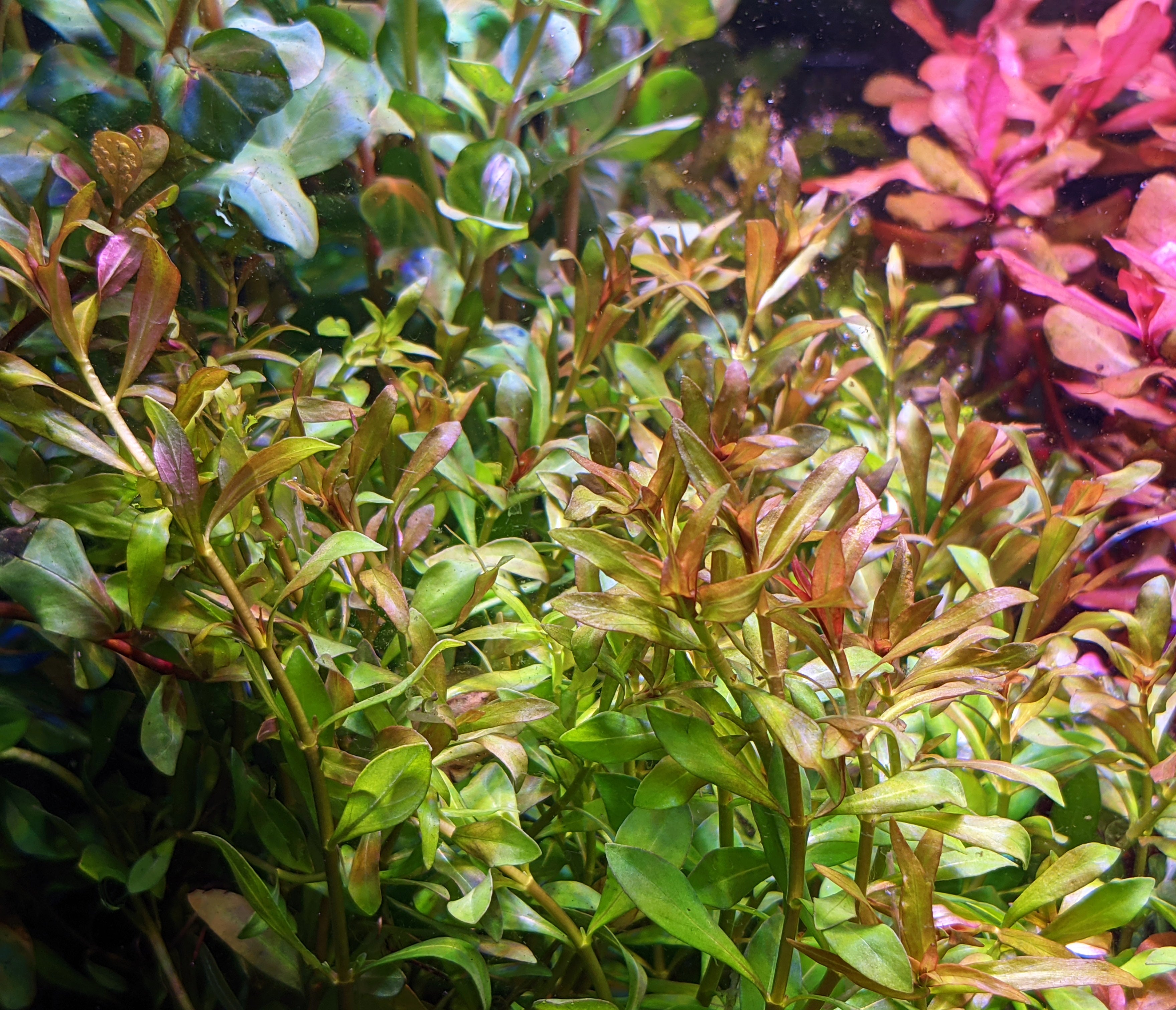 Ludwigia Arcuata
