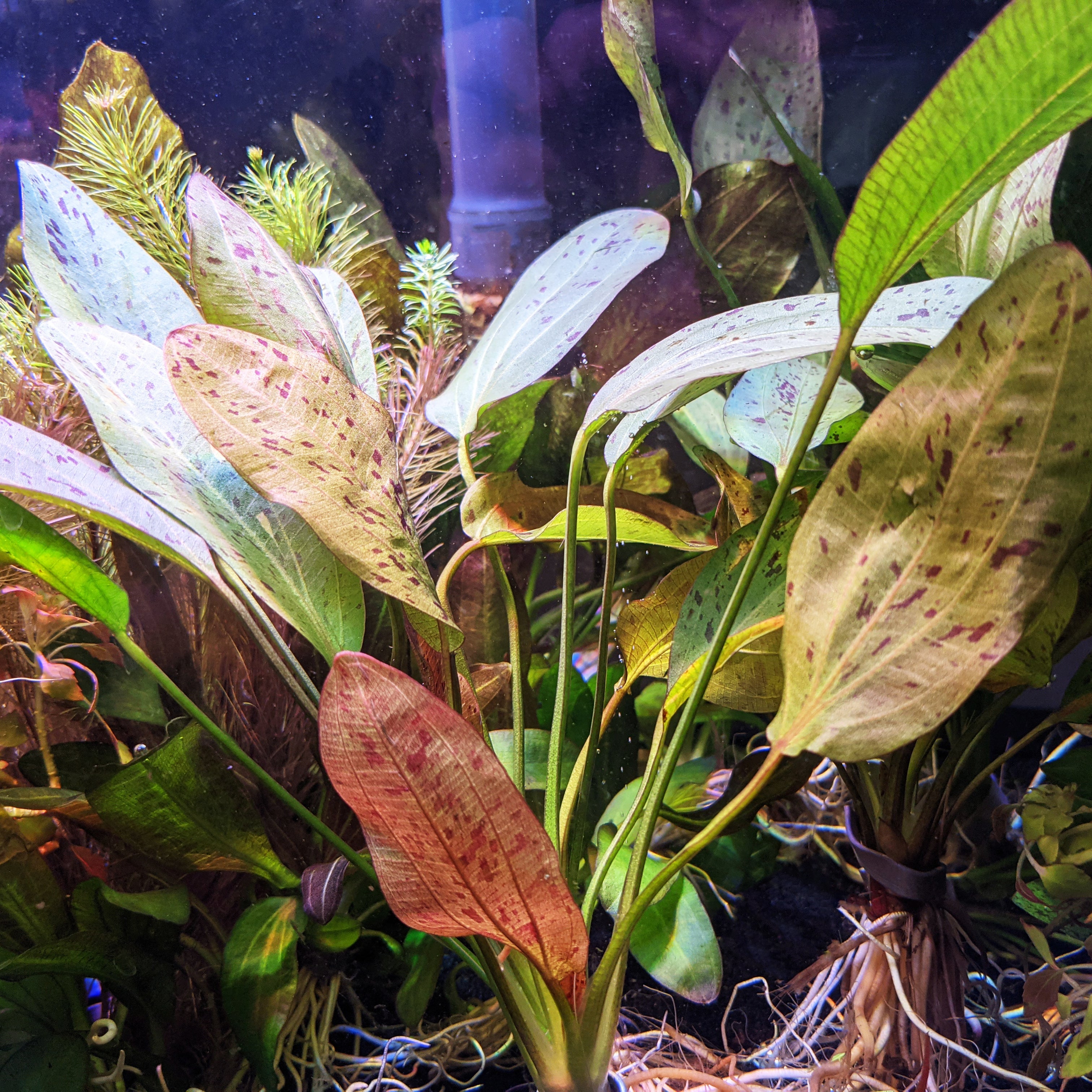 Windy City Aquariums