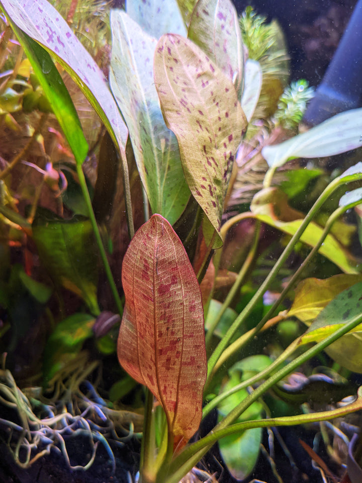 Ozelot Red Sword (Echinodorus 'Ozelot') | Windy City Aquariums