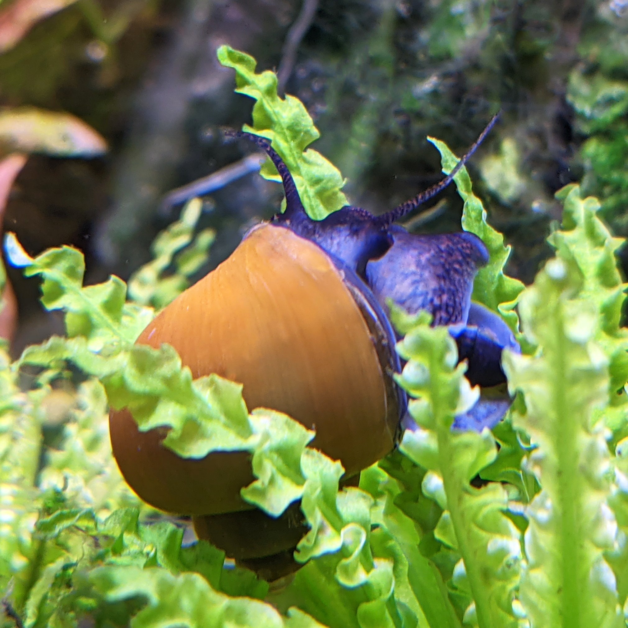 Jade Mystery Snails