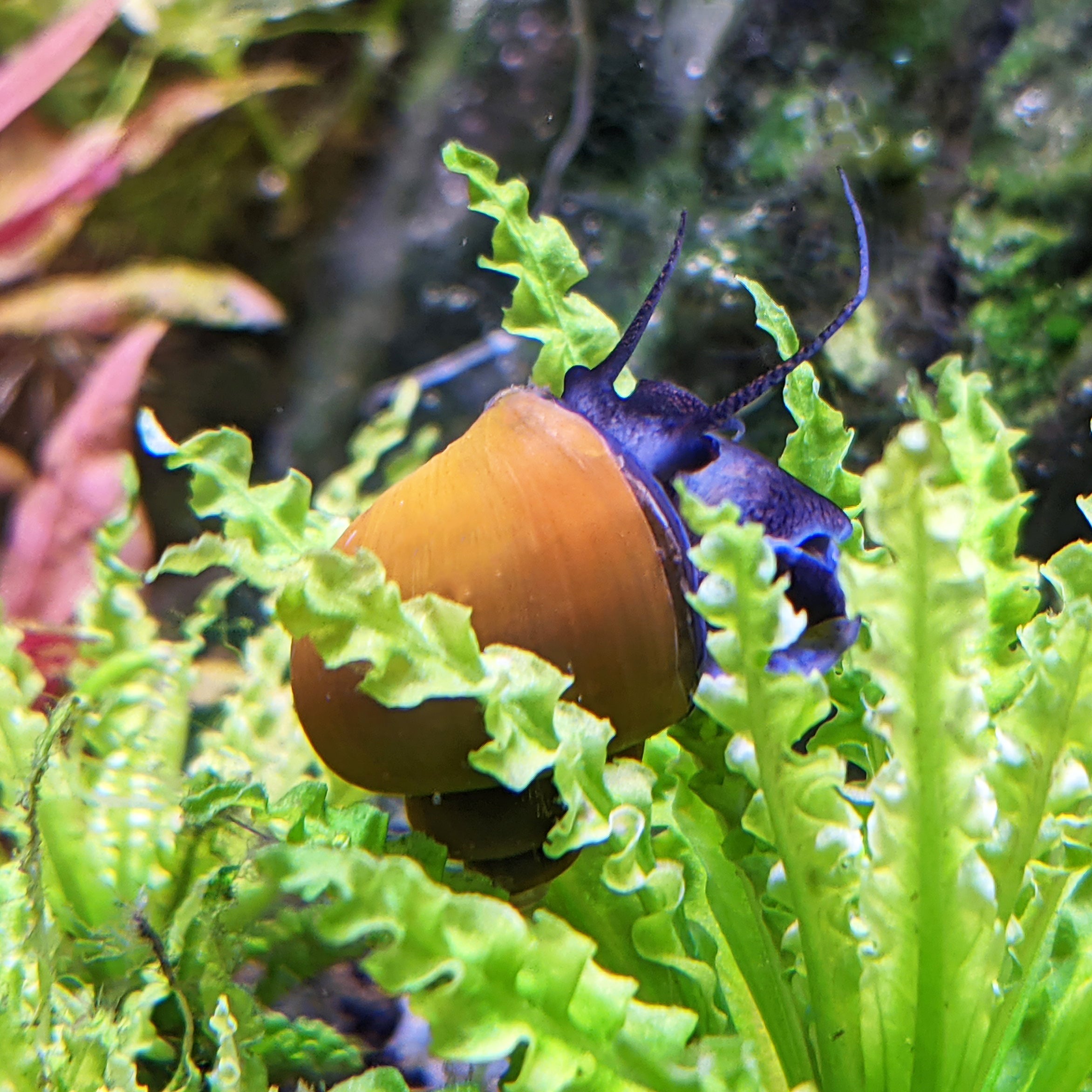 Jade Mystery Snails