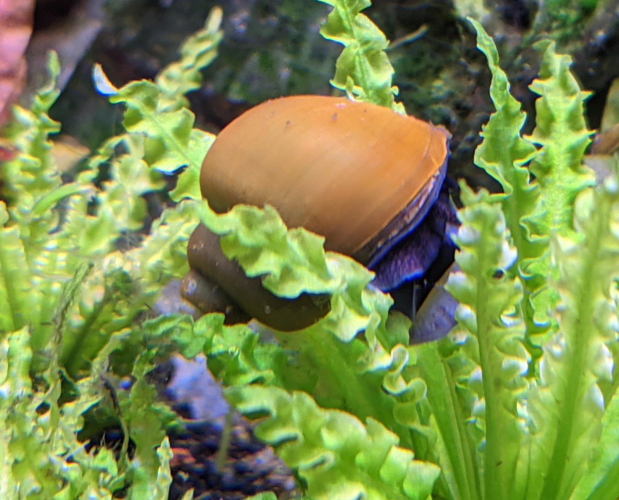 Jade Mystery Snails