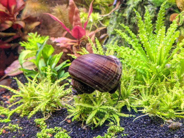 Purple Mystery Snails