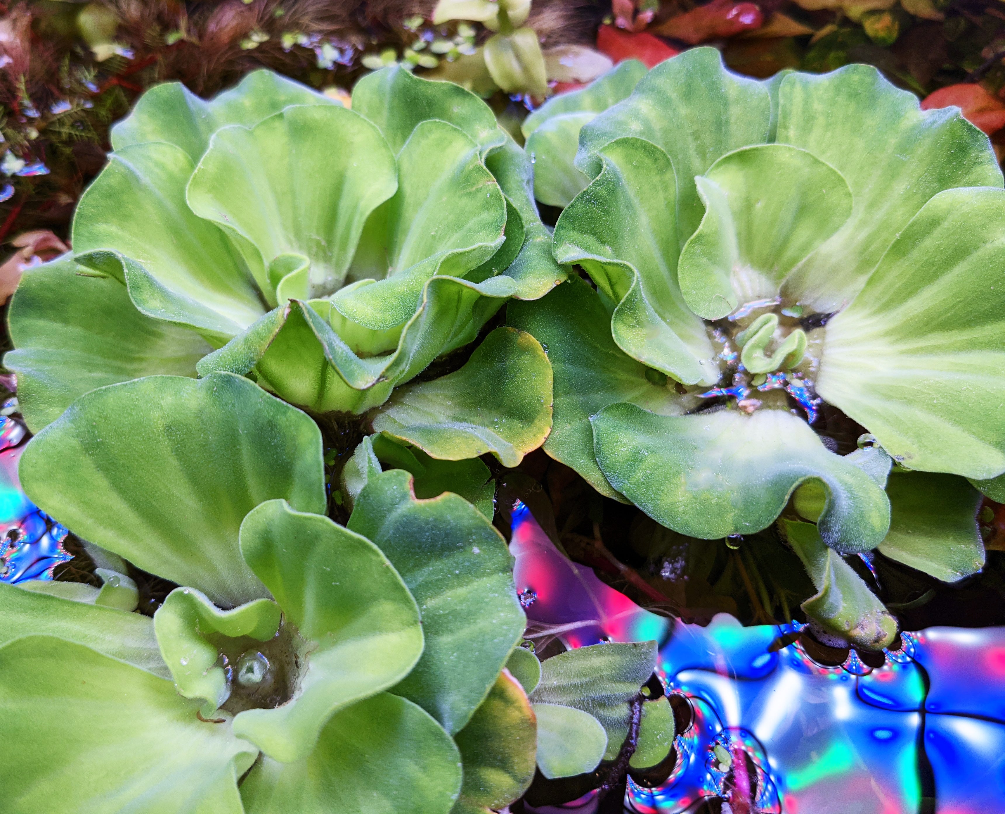 Curly Rosette Water Lettuce
