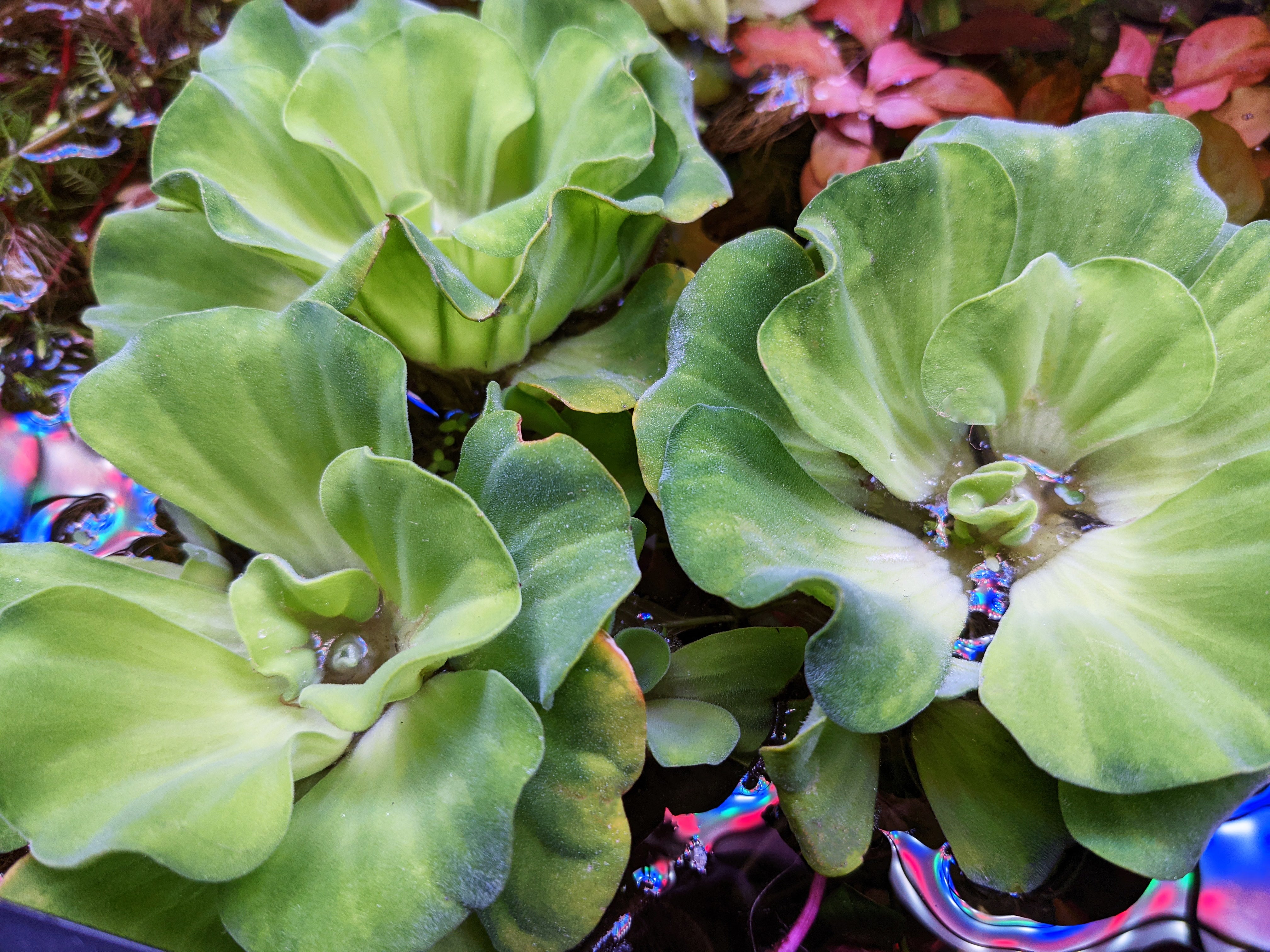 Curly Rosette Water Lettuce