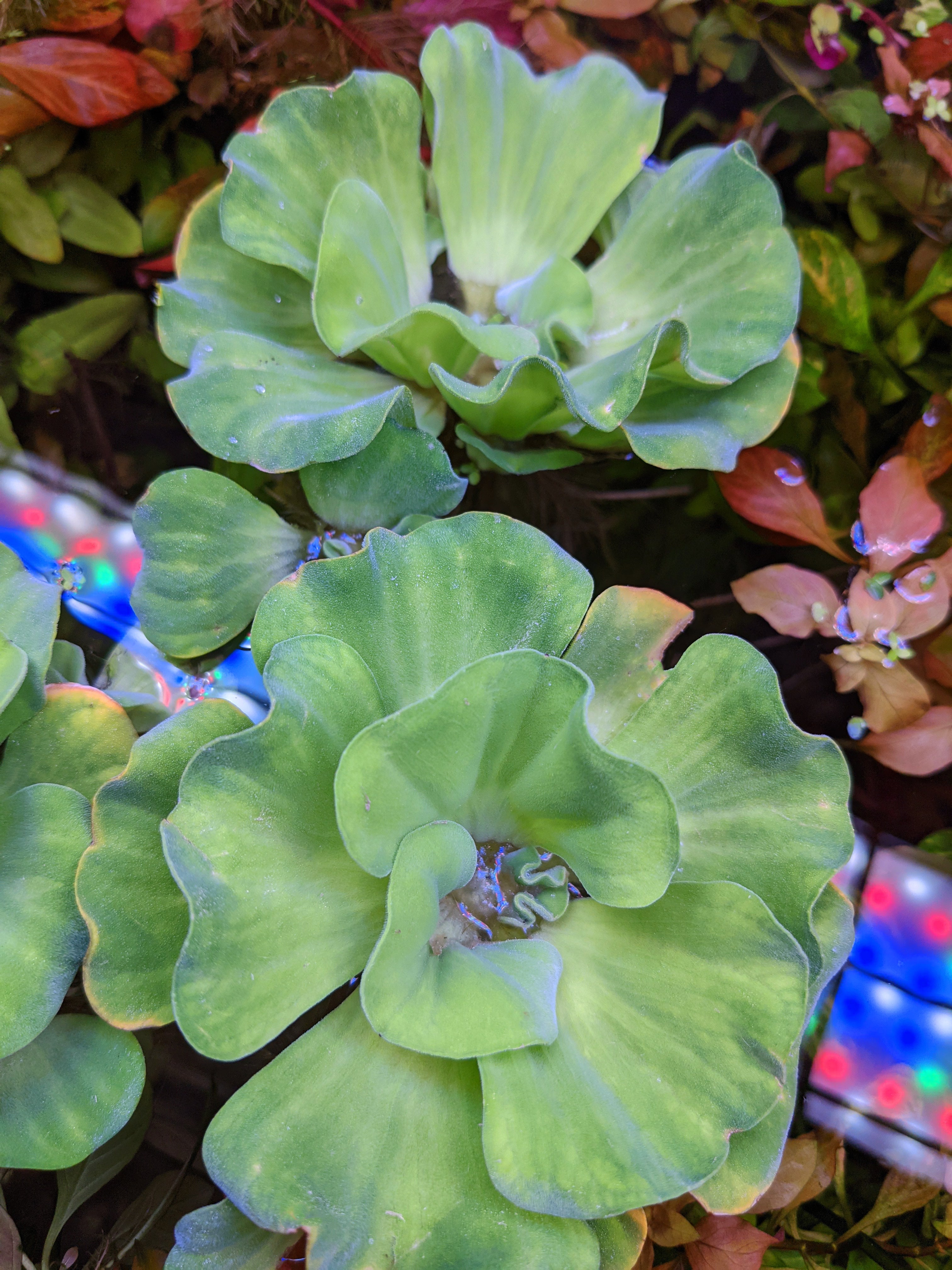 Curly Rosette Water Lettuce
