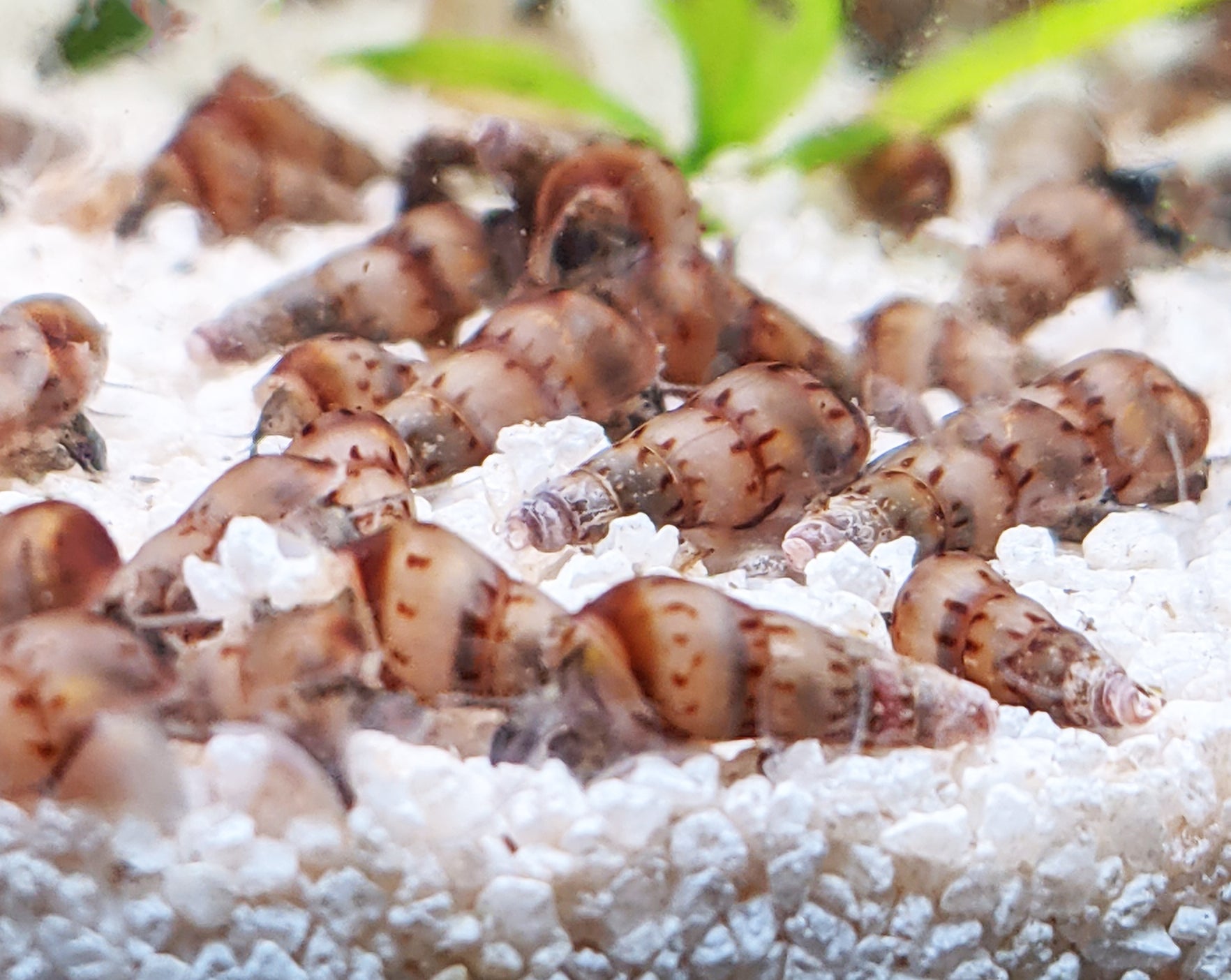 Malaysian Trumpet Snails (10)