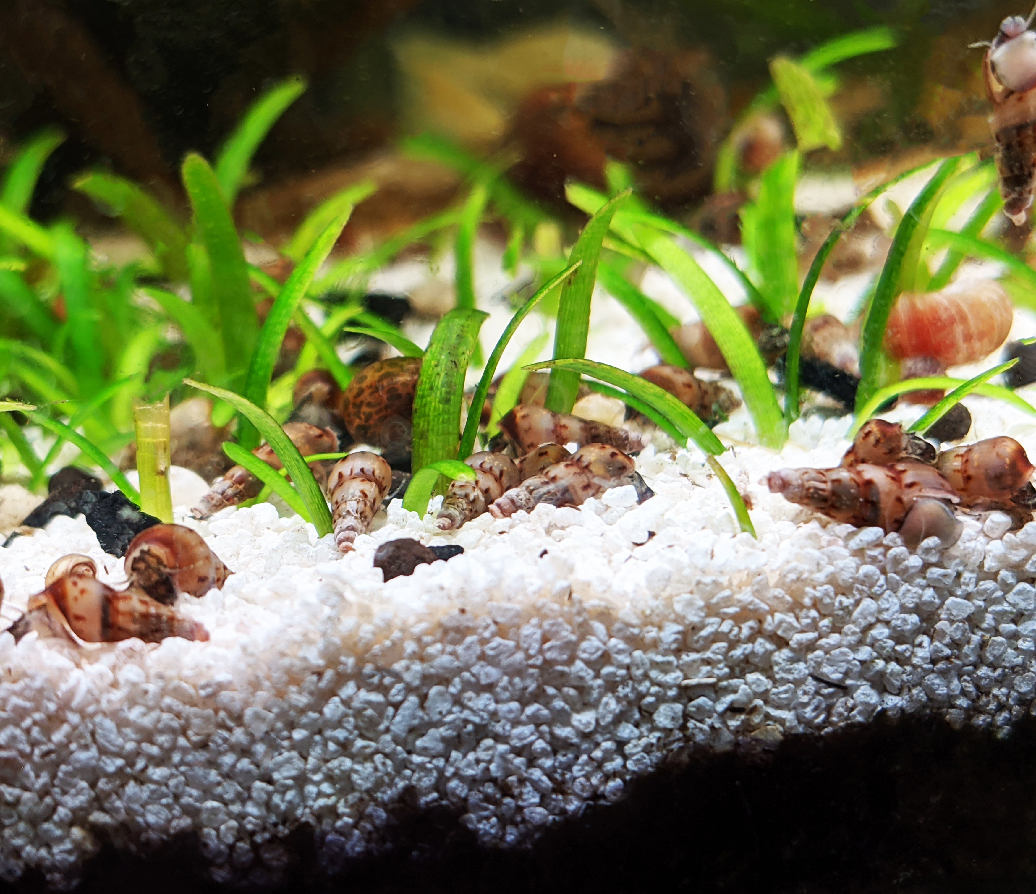 Malaysian Trumpet Snails (10)