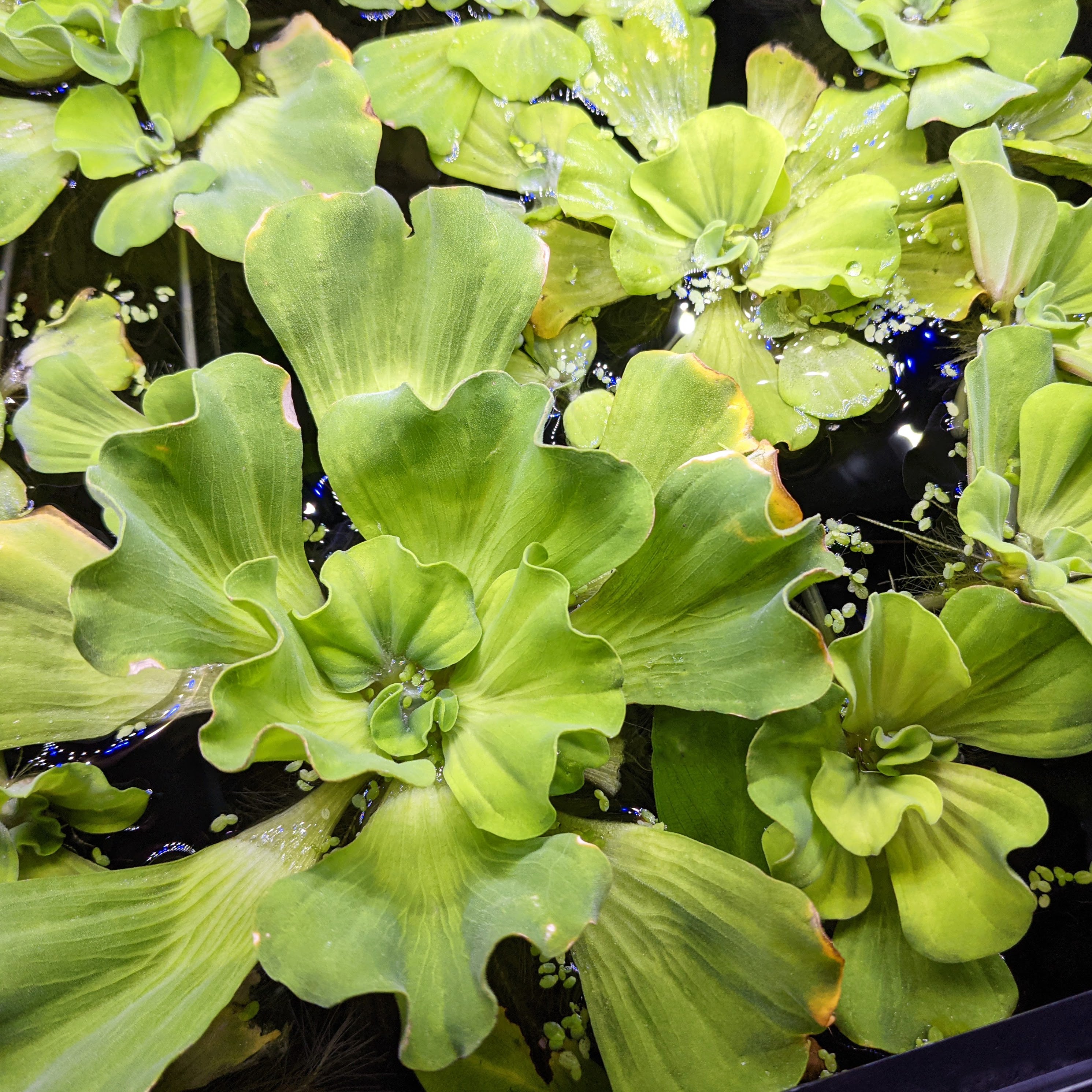 Curly Rosette Water Lettuce