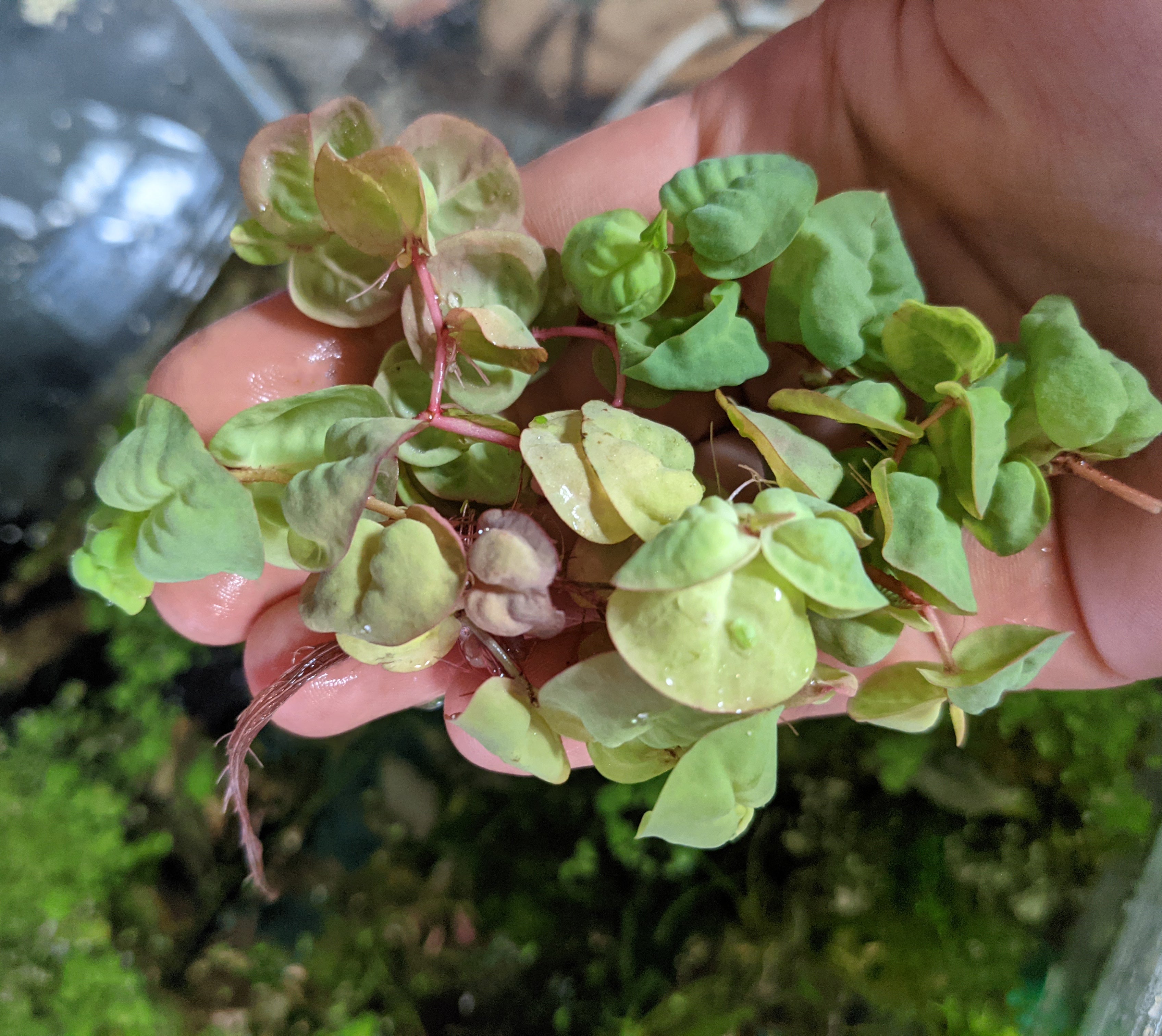 Red Root Floaters | Floating Aquarium Plants | Windy City Aquariums