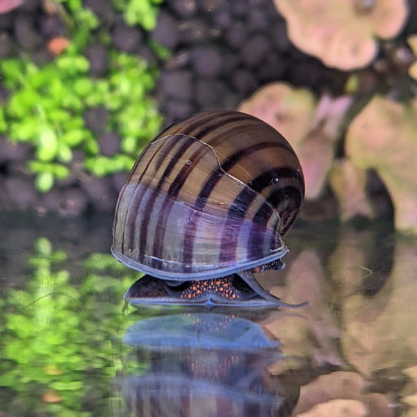 Purple Mystery Snails