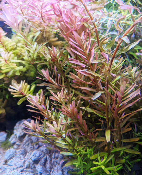 Rotala Macrandra "Mini" Butterfly