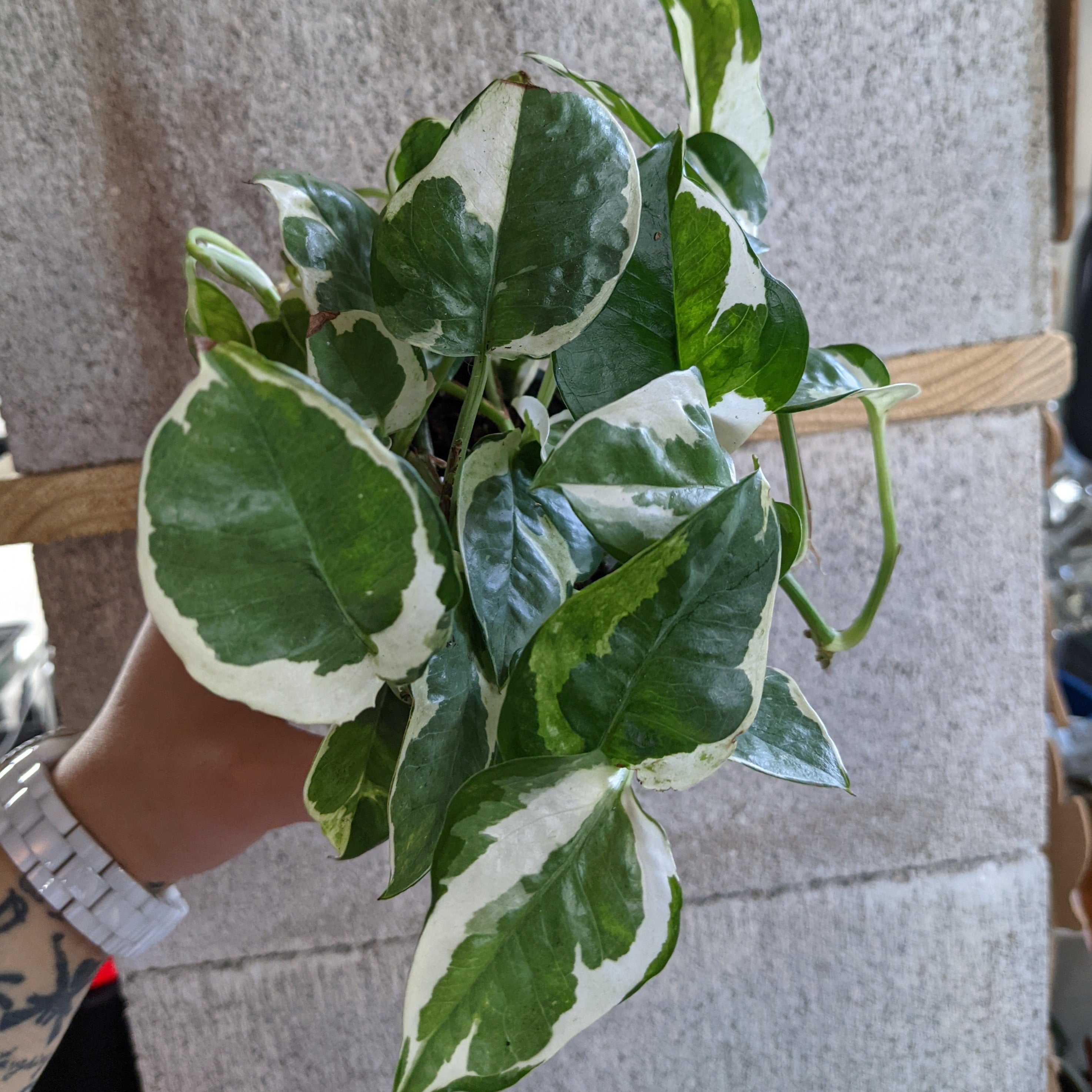 N'Joy Pothos