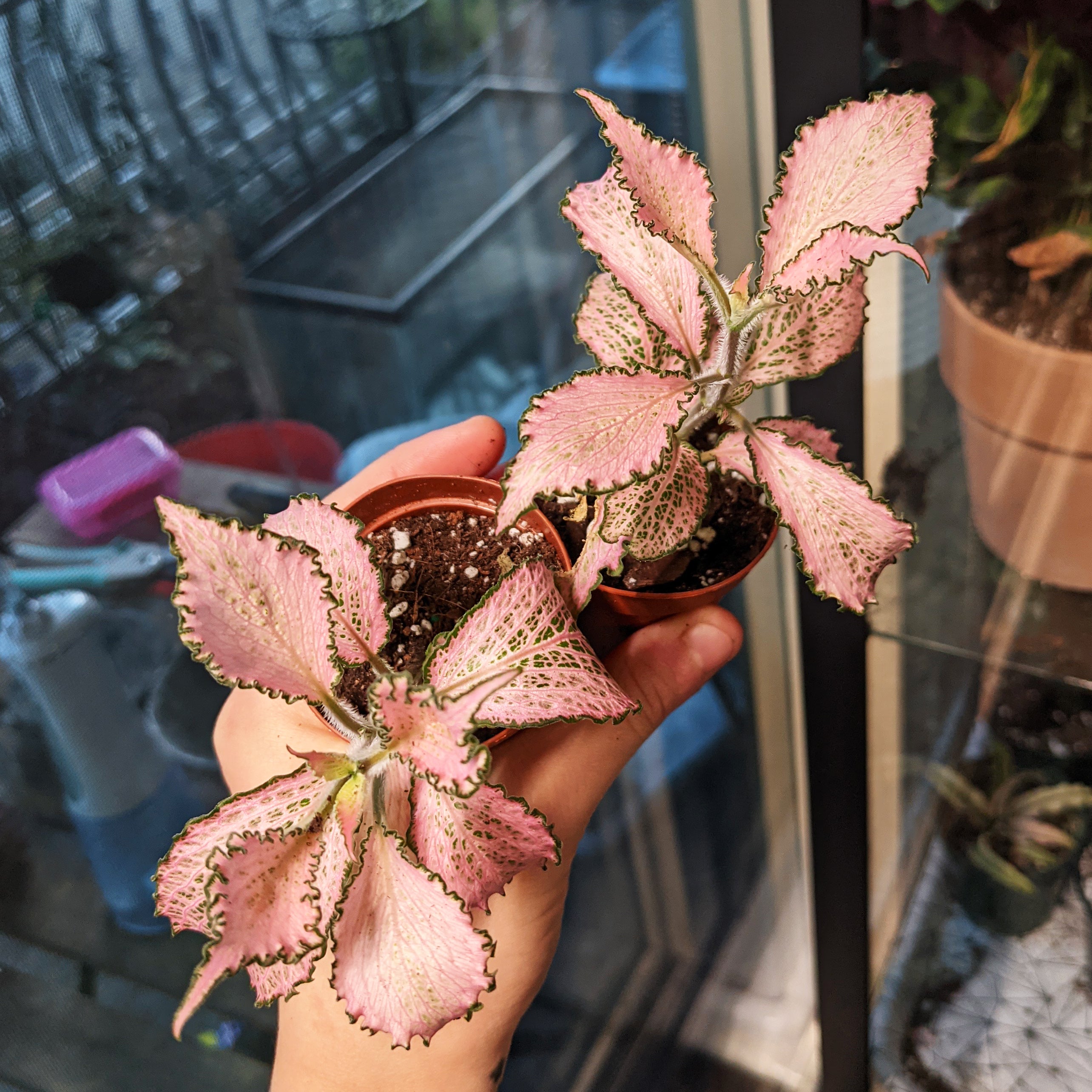 Fittonia “Frankie”