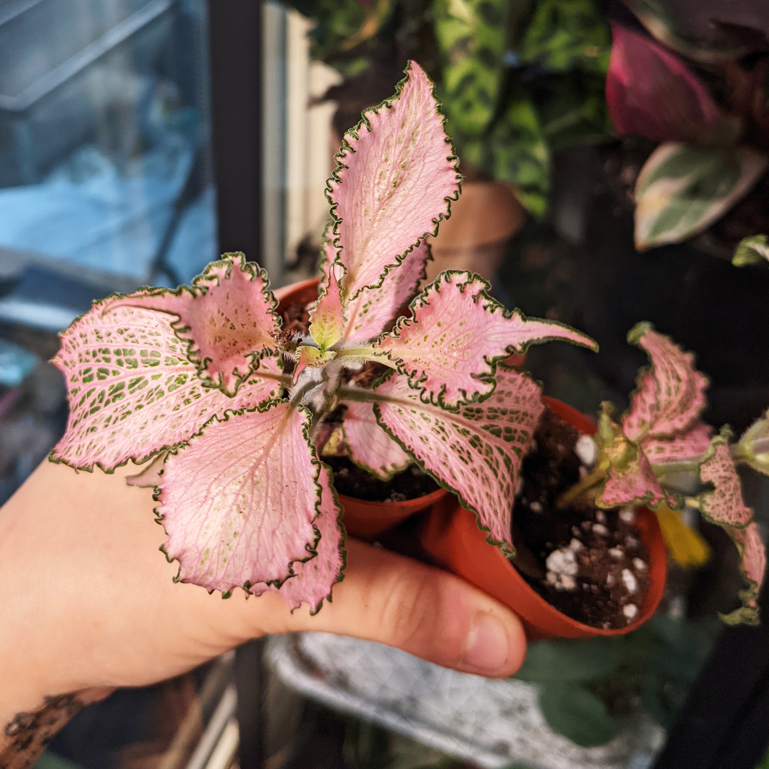 Fittonia “Frankie”