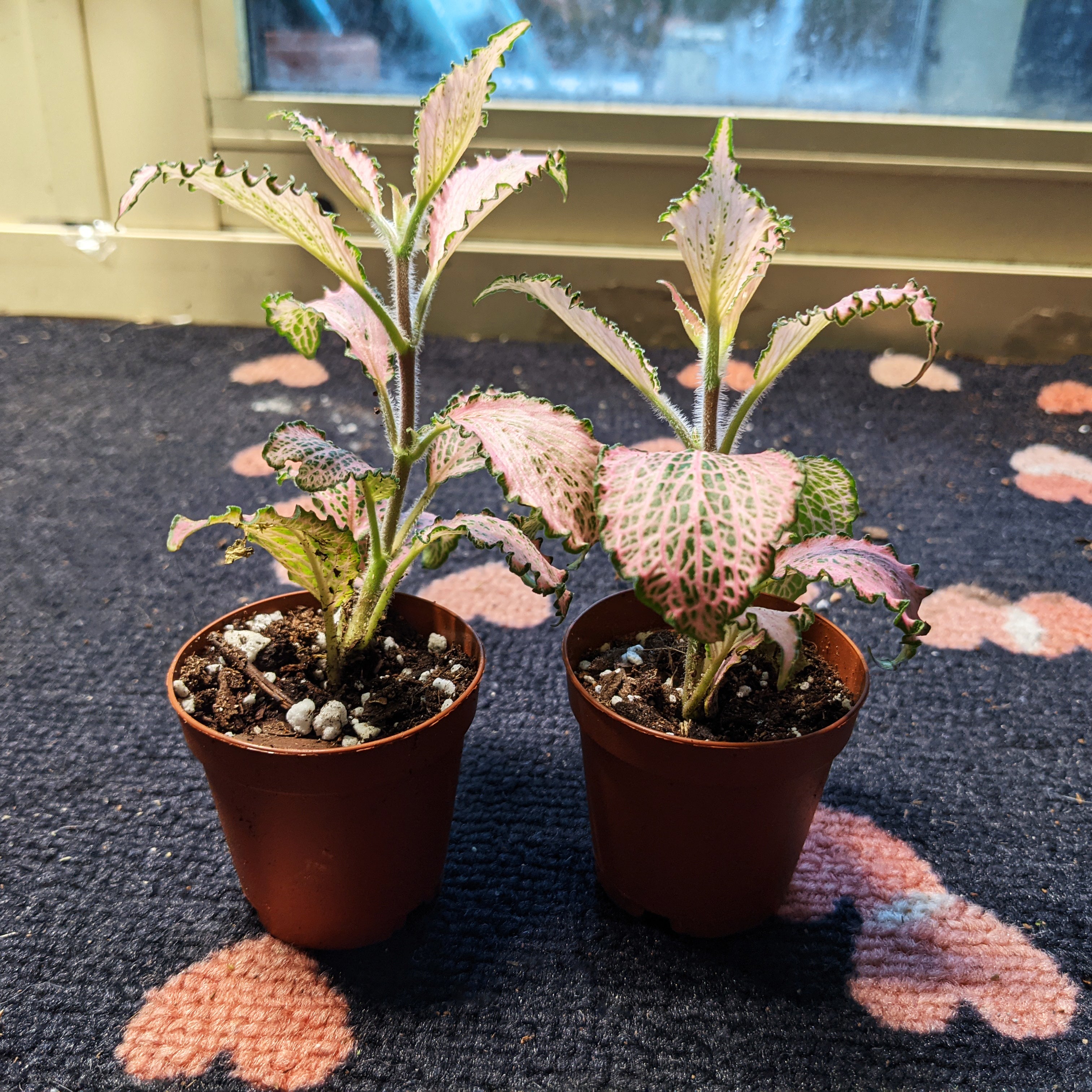 Fittonia “Frankie”