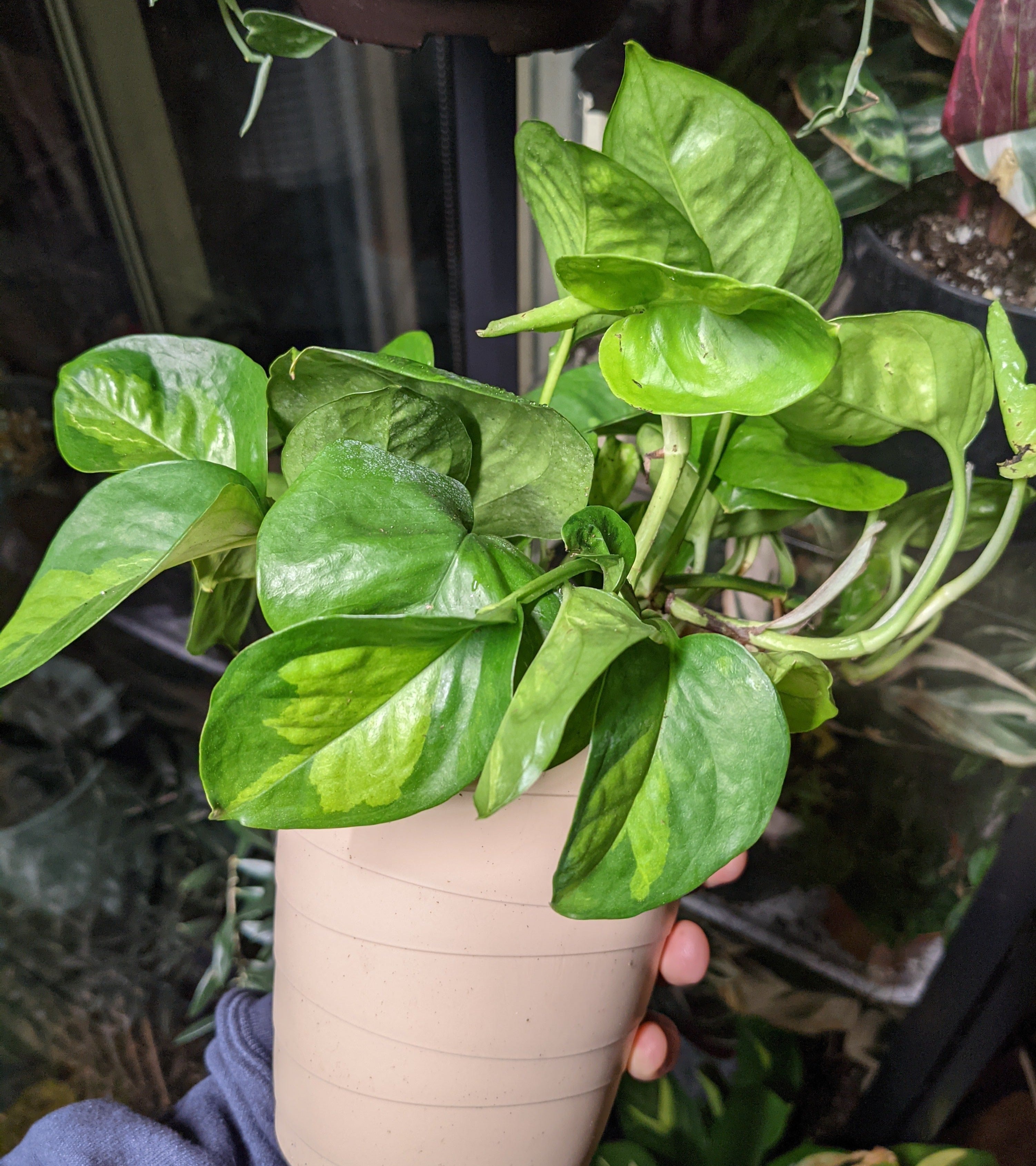 Global Green Pothos
