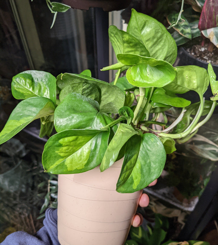 pothos global green for sale Global Green Pothos | Shop Live House Plants