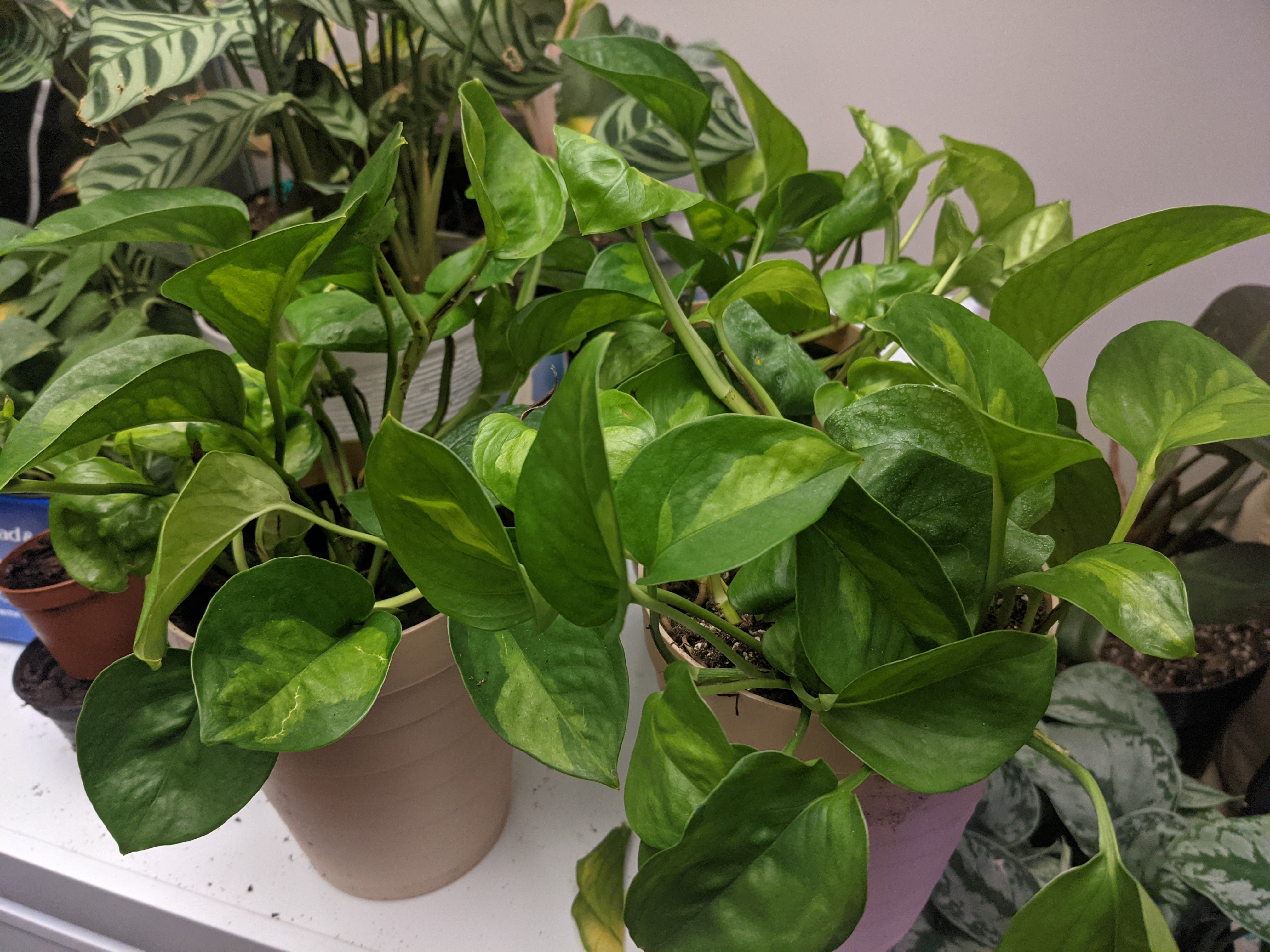 Global Green Pothos