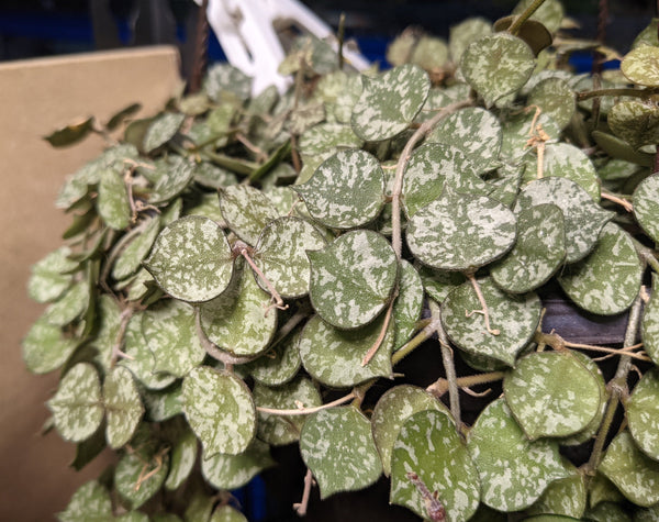 Hoya Curtisii