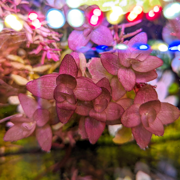 Bacopa Caroliniana Red