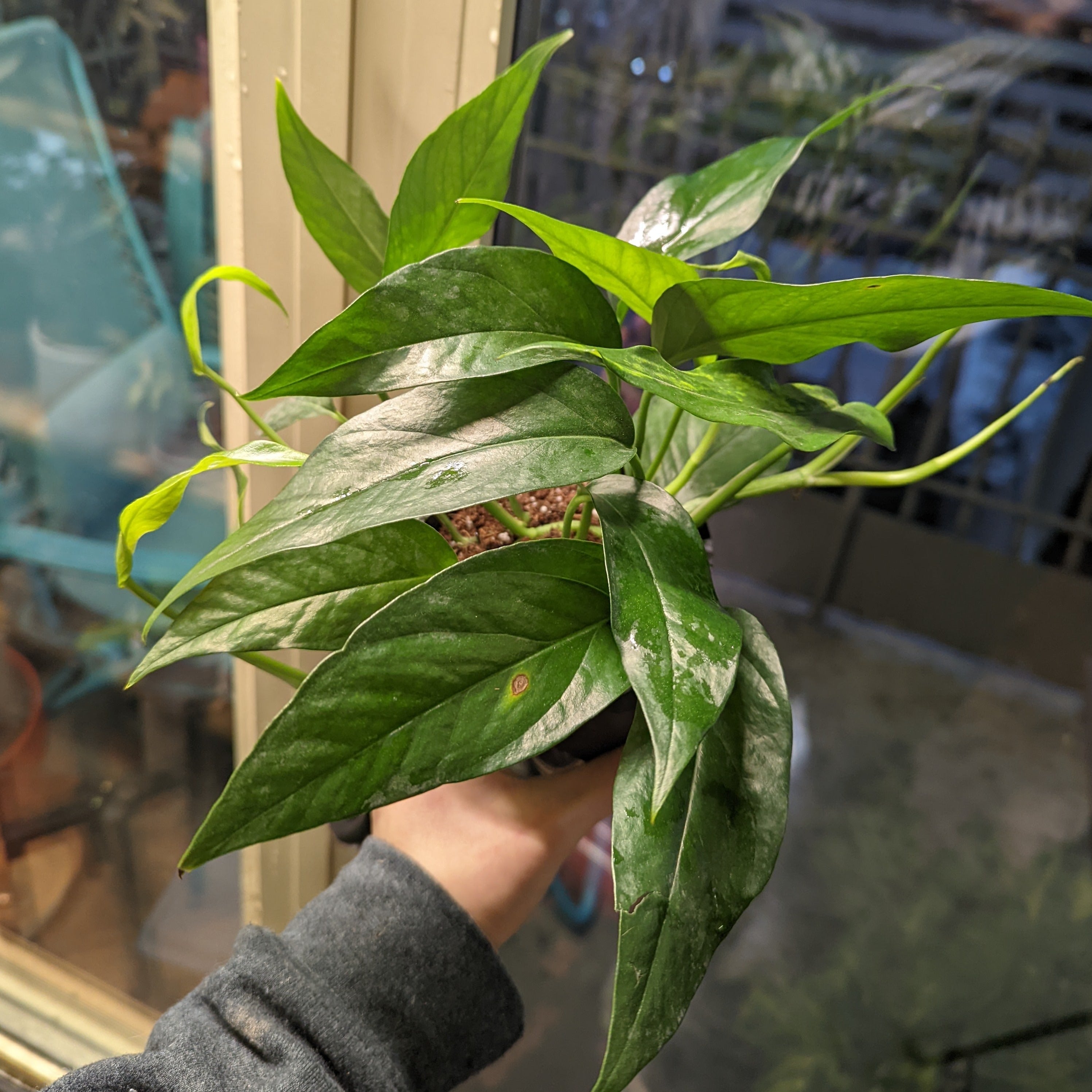 Baltic Blue Pothos