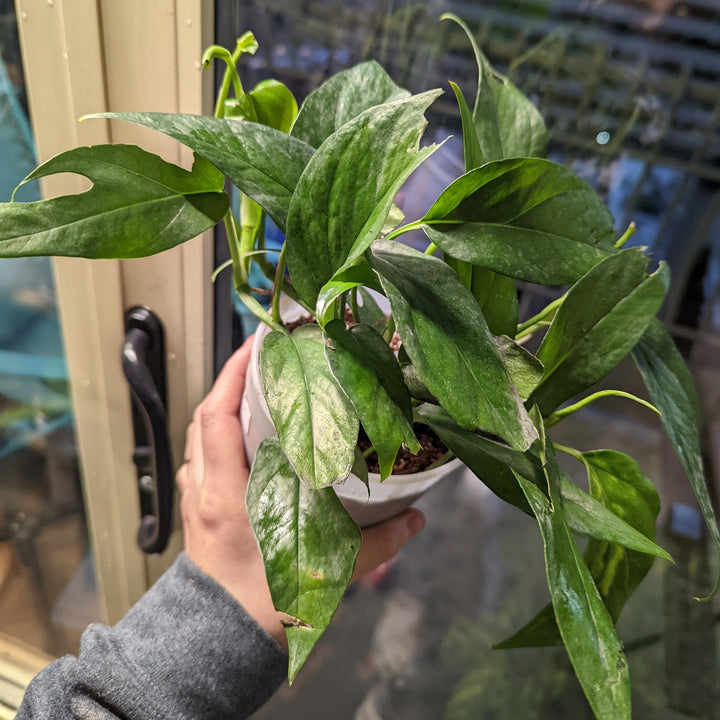 baltic blue pothos scientific name Baltic Blue Pothos (Epipremnum Pinnatum) For Sale