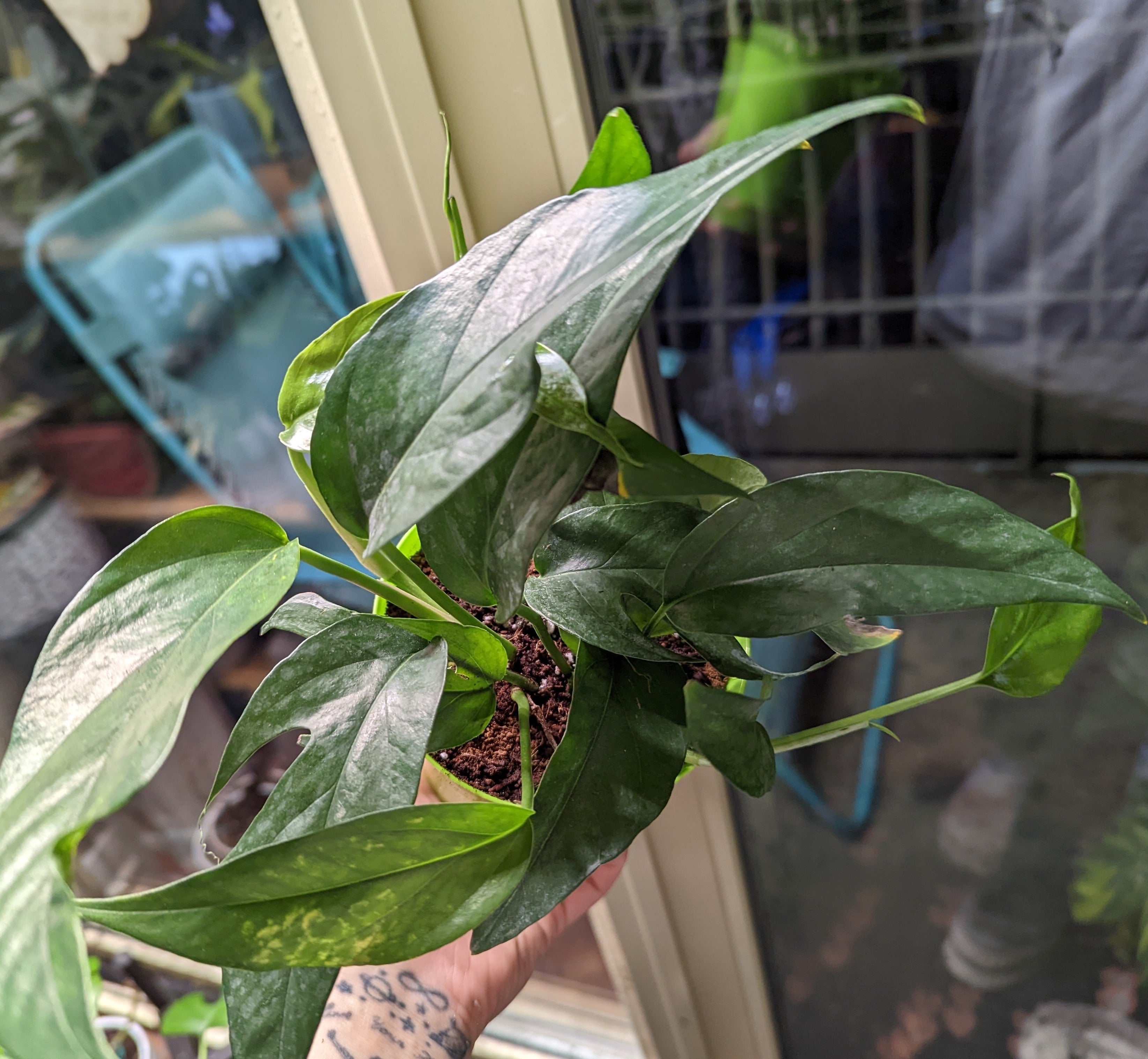 Baltic Blue Pothos