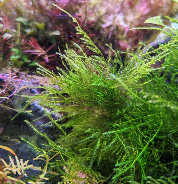 Flame Moss (Taxiphyllum sp Flame)
