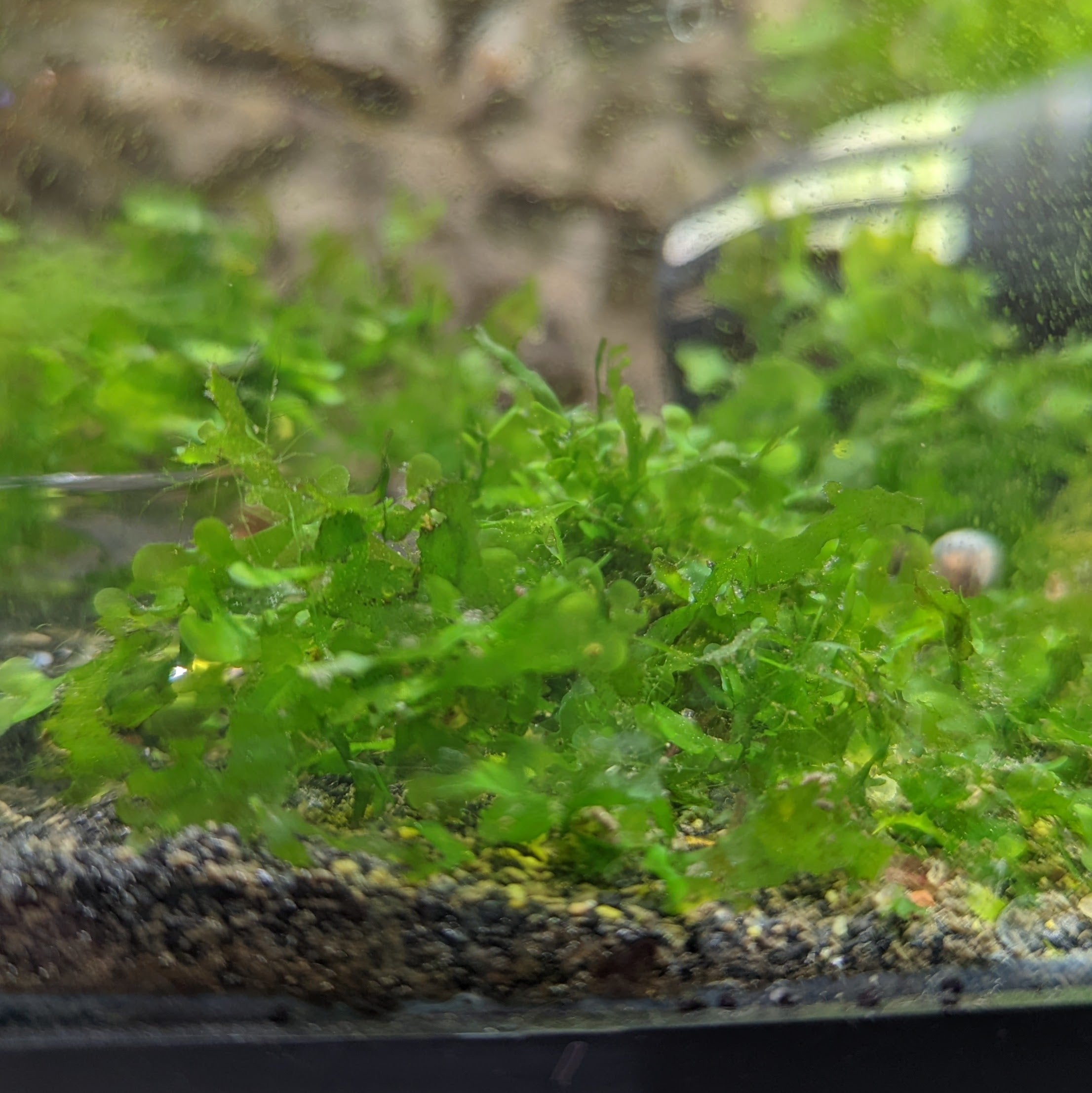 Subwassertang Moss