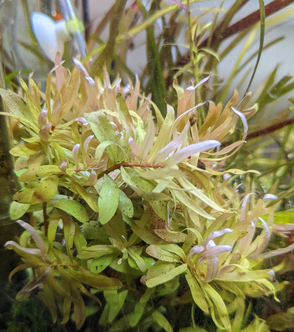 Nesaea Pedicellata "Golden"