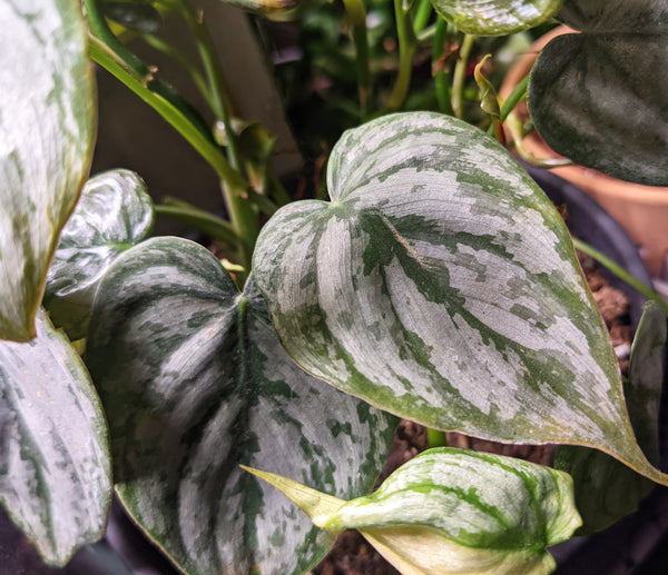 Philodendron Brandtianum