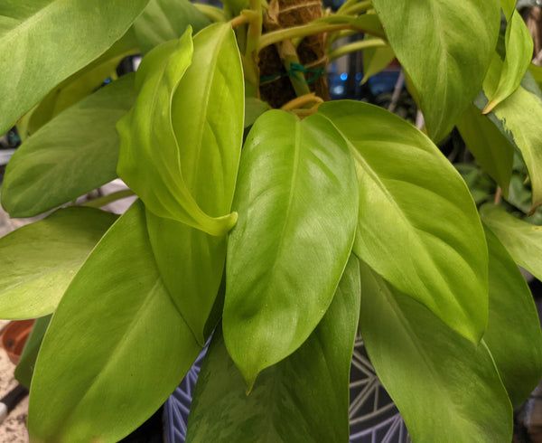 Philodendron "Golden Goddess"