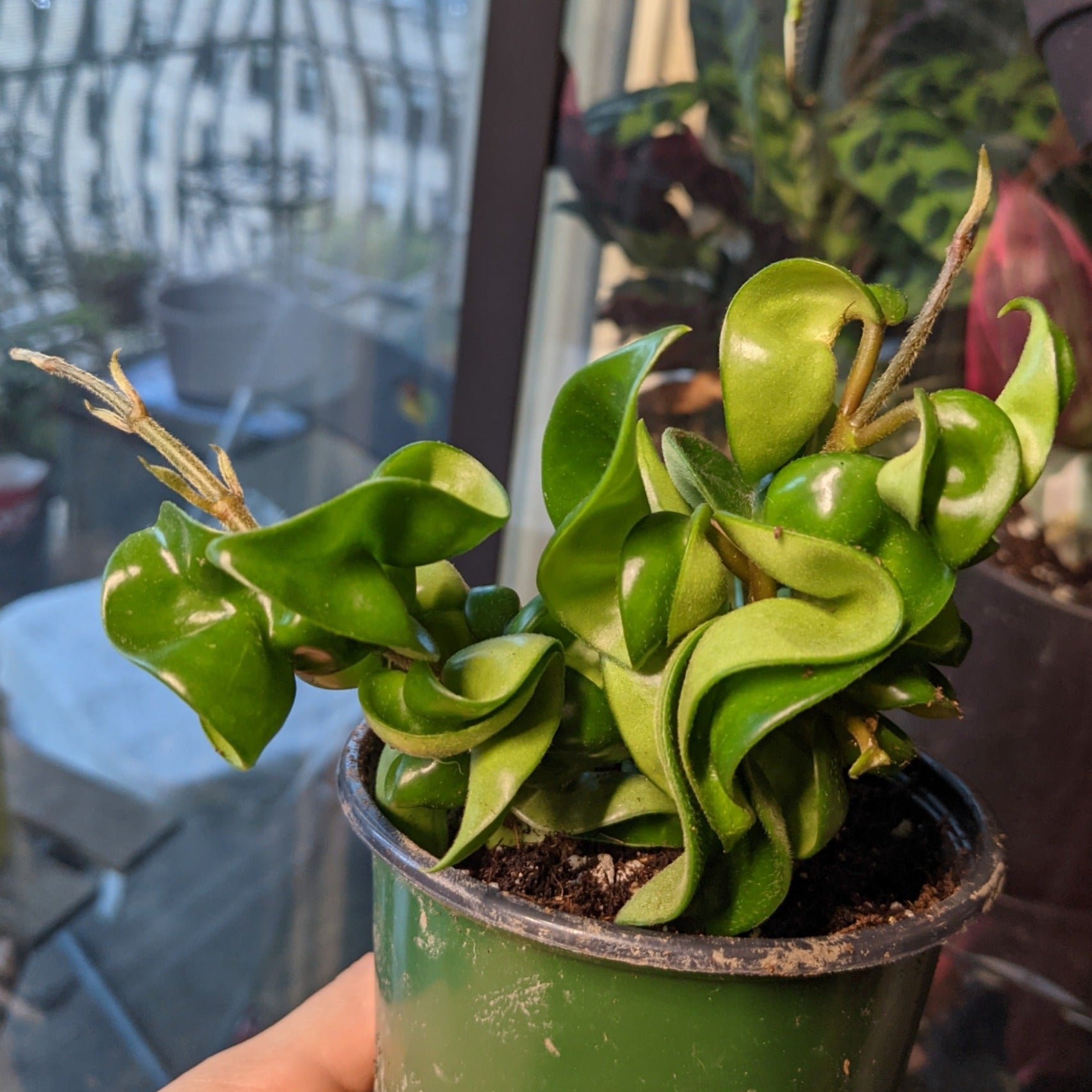 Hoya Hindu Rope