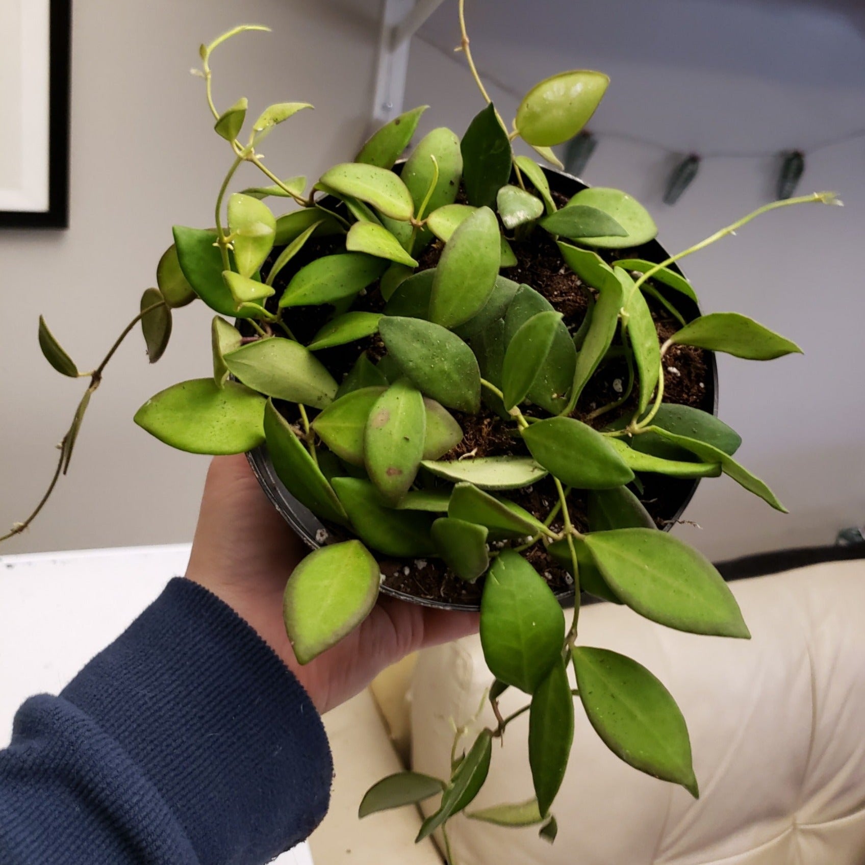 Hoya Burtonaie