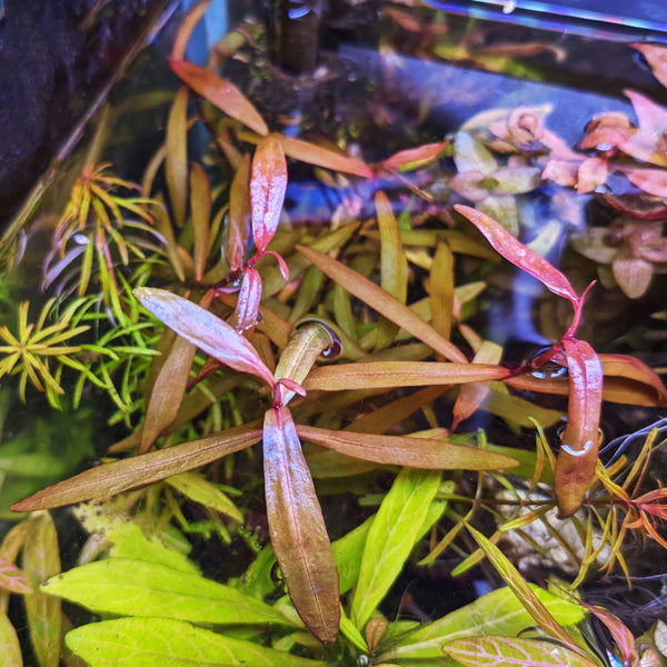 Polygonum "Sao Paulo"
