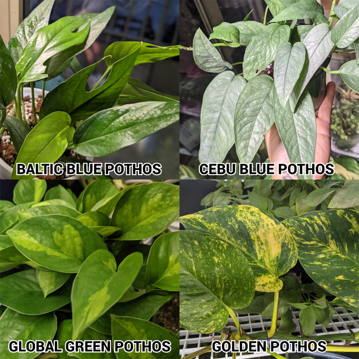 pothos bundle Pothos & Philodendron Cuttings Mystery Box Bundle