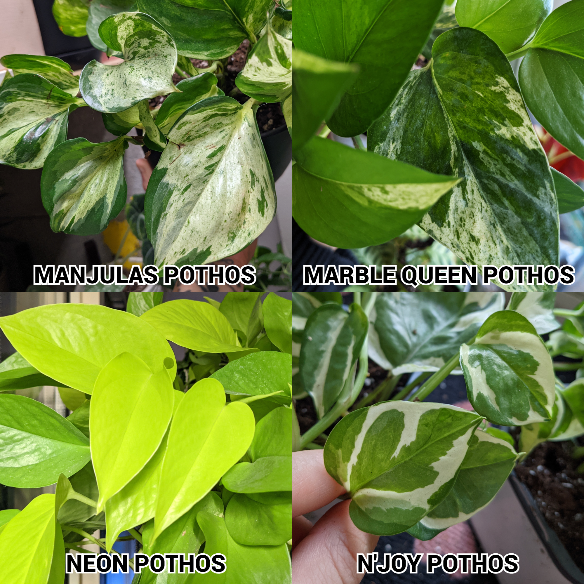 Pothos / Philodendron Cuttings Mystery Box